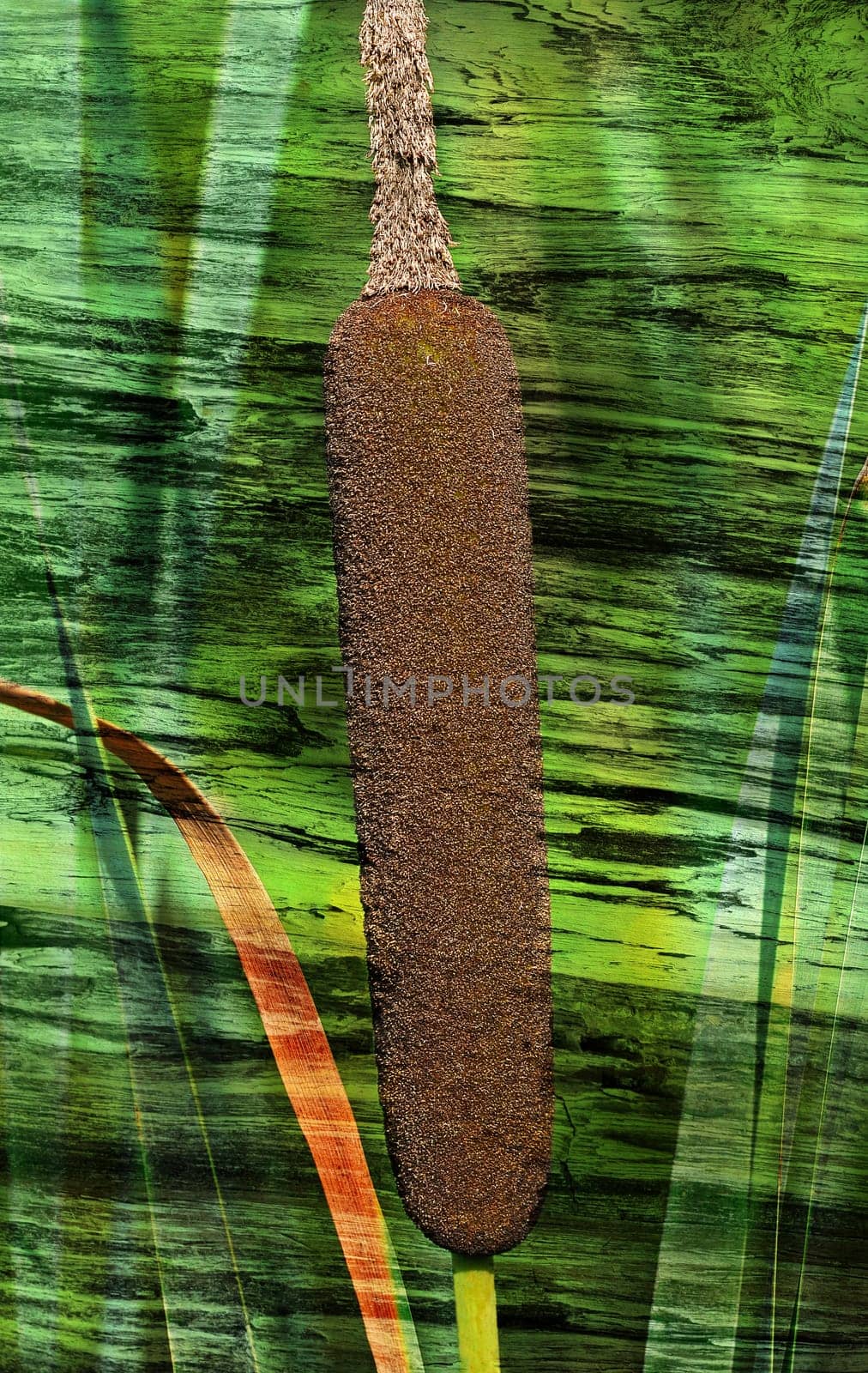 Cattails