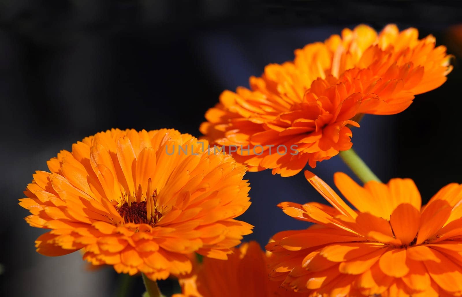 Marigolds