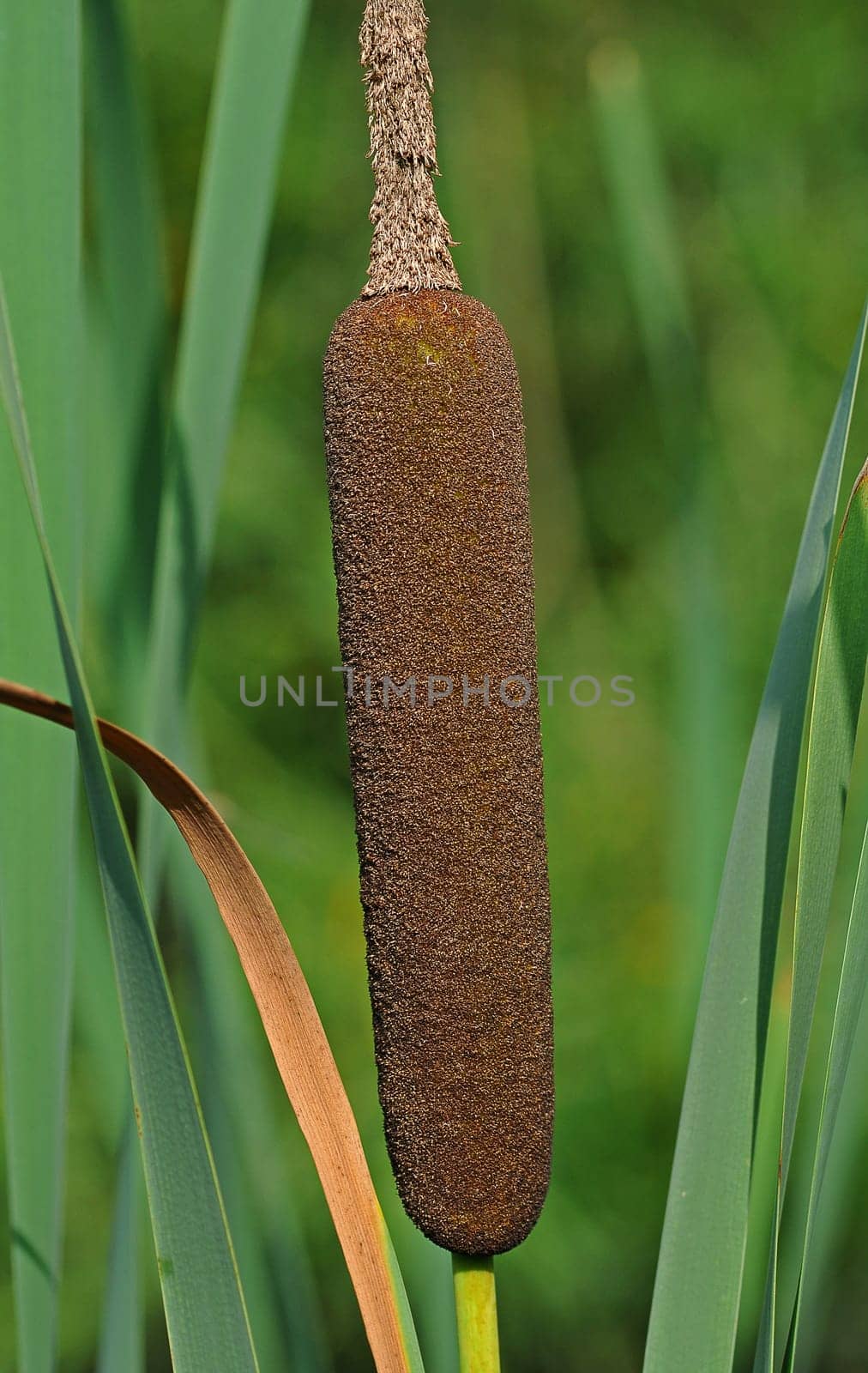 Cattails