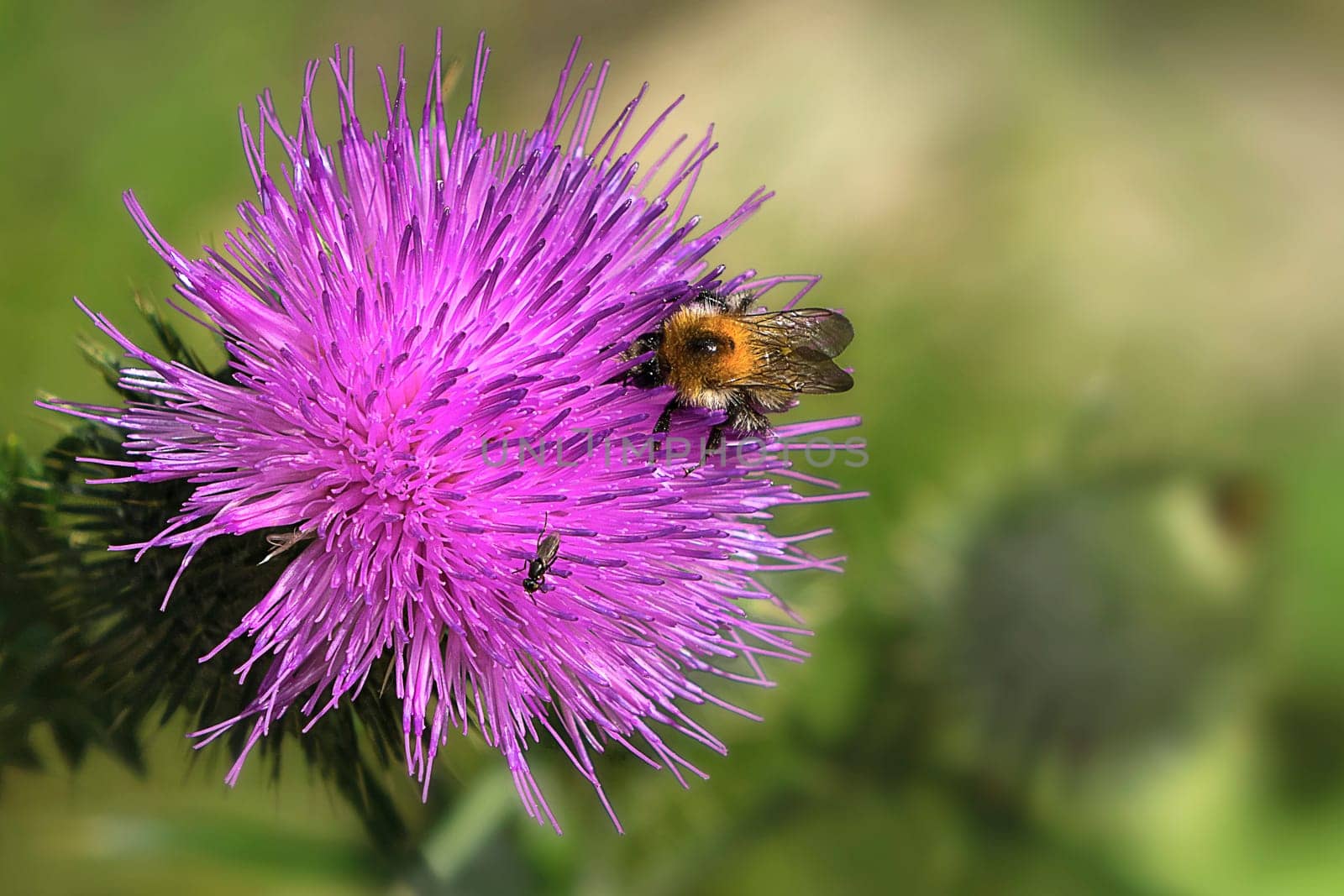 Beautiful scratch thistle