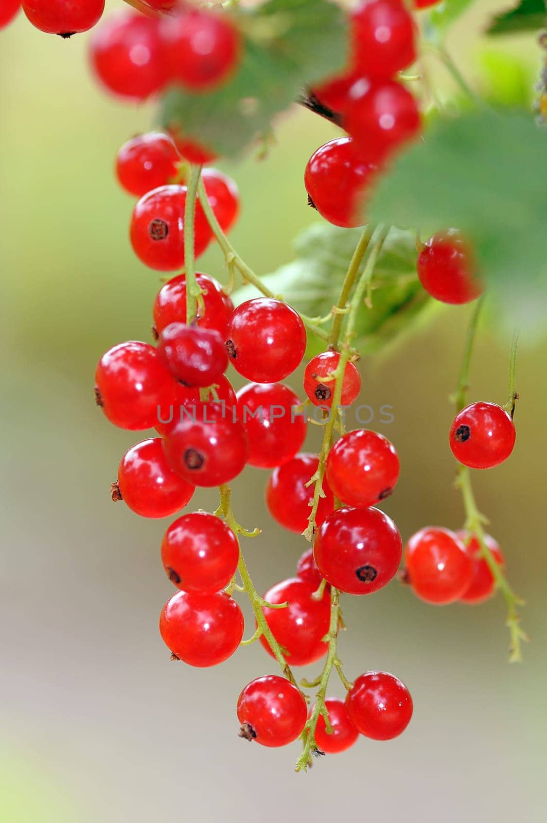 Currants