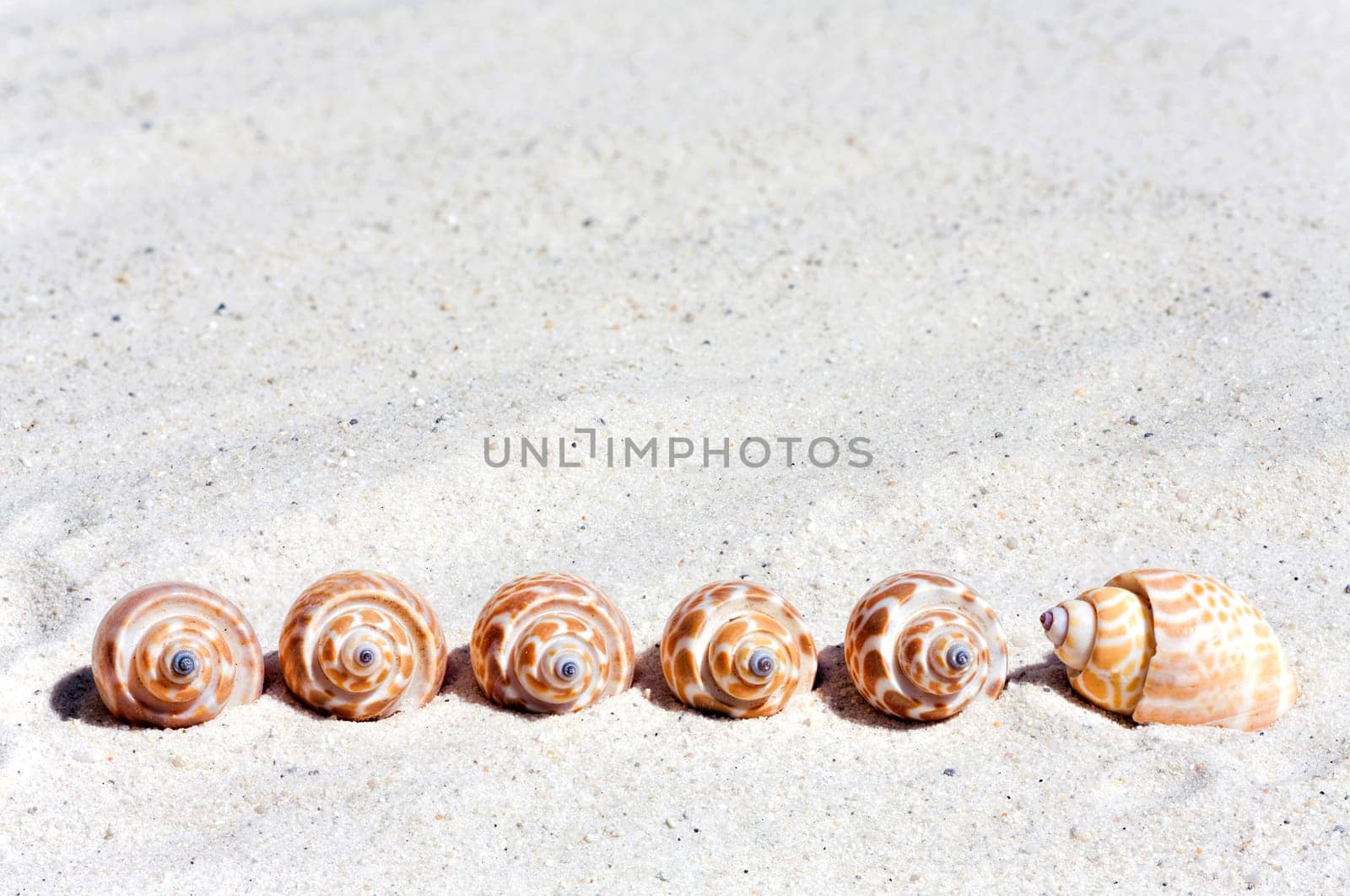 Some mussels lie in a row in the sand on the beach