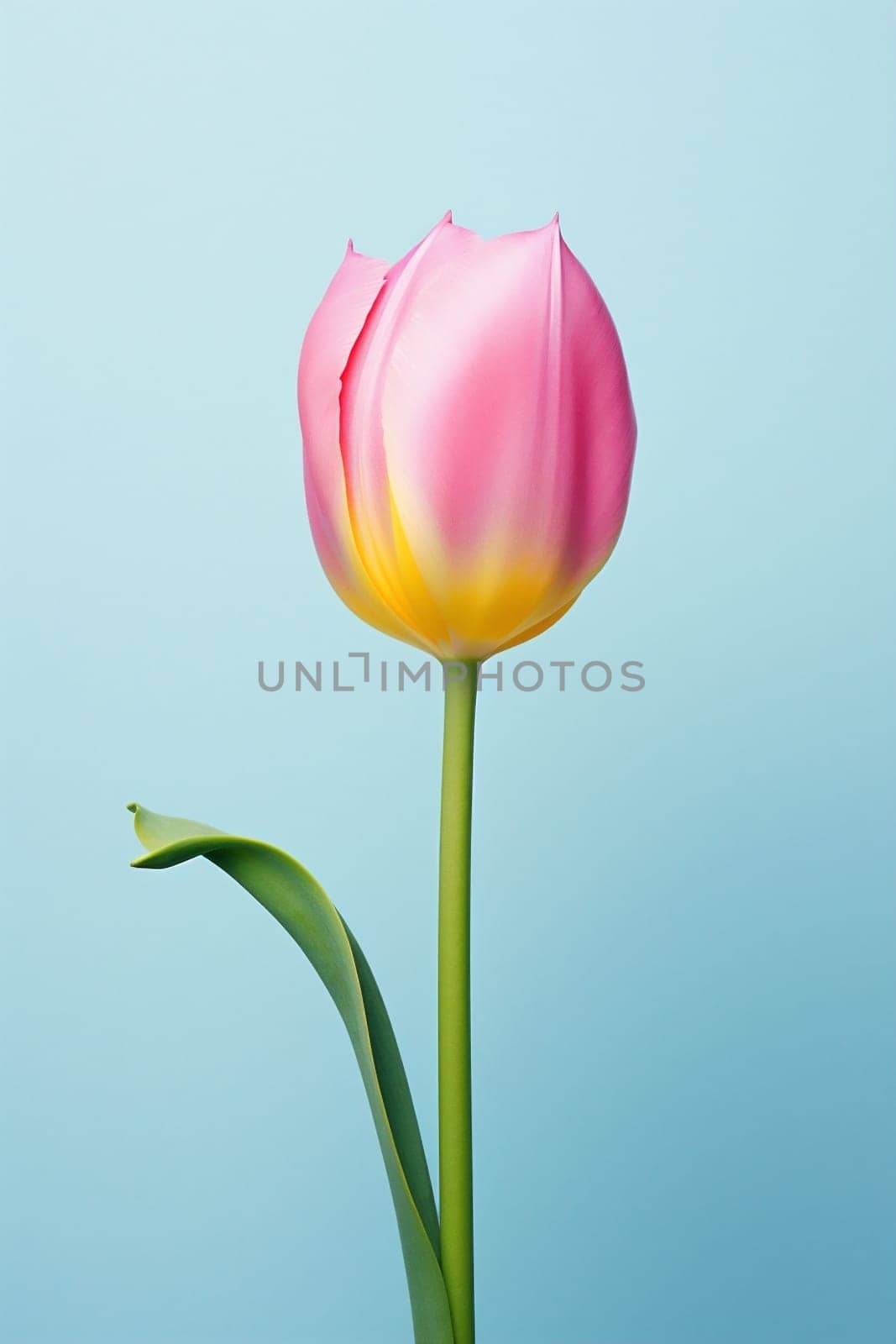 Bloom beauty red love nature floral background romantic flower blossoming season closeup flora yellow spring pink fresh garden green summer plant tulip