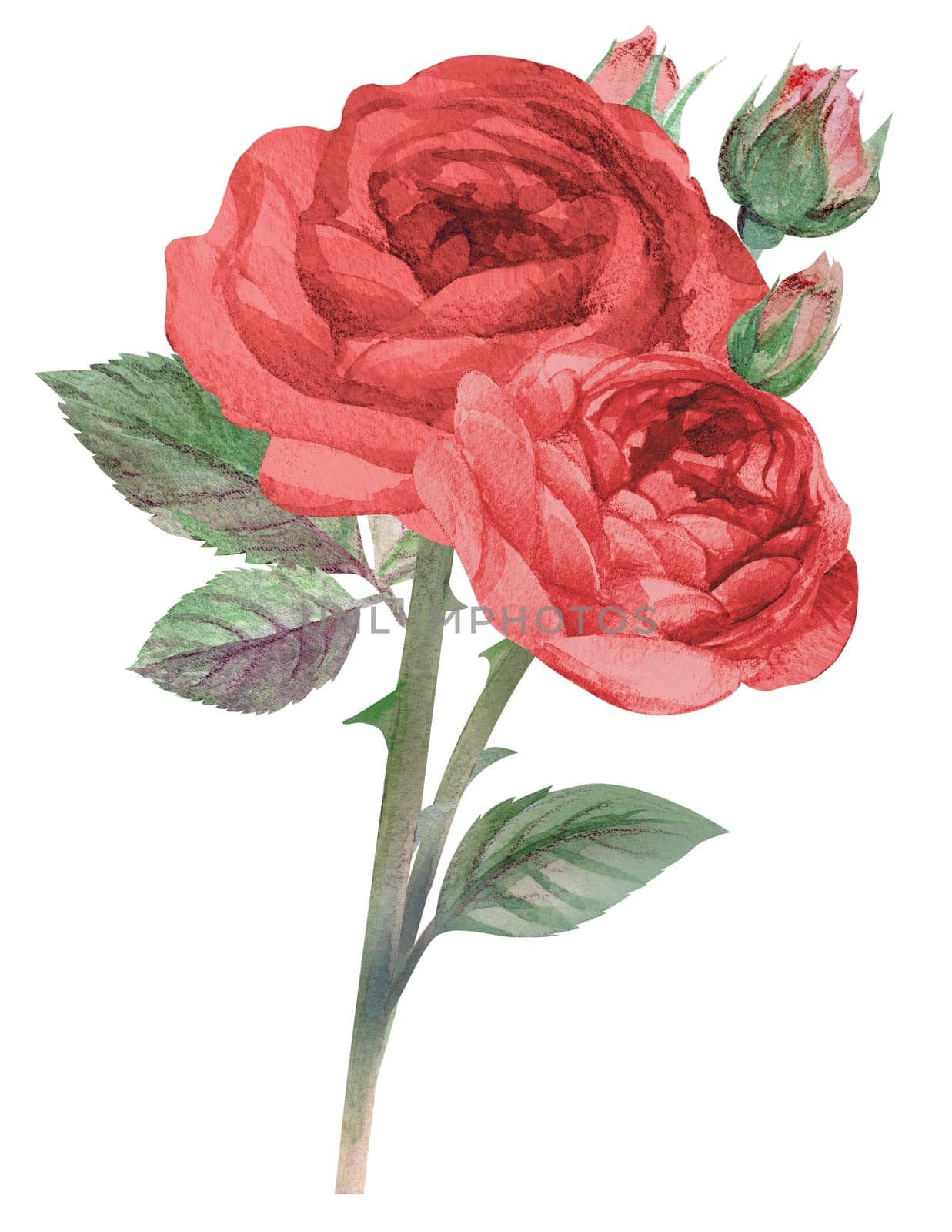 vertical bouquet of red roses for greeting card for valentine is day or birthday painted in watercolor isolated on white background