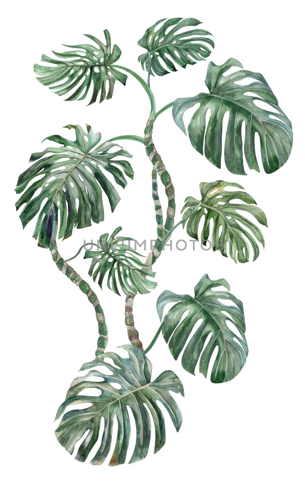 Monstera bush painted in watercolor with leaves and trunk isolated on white background