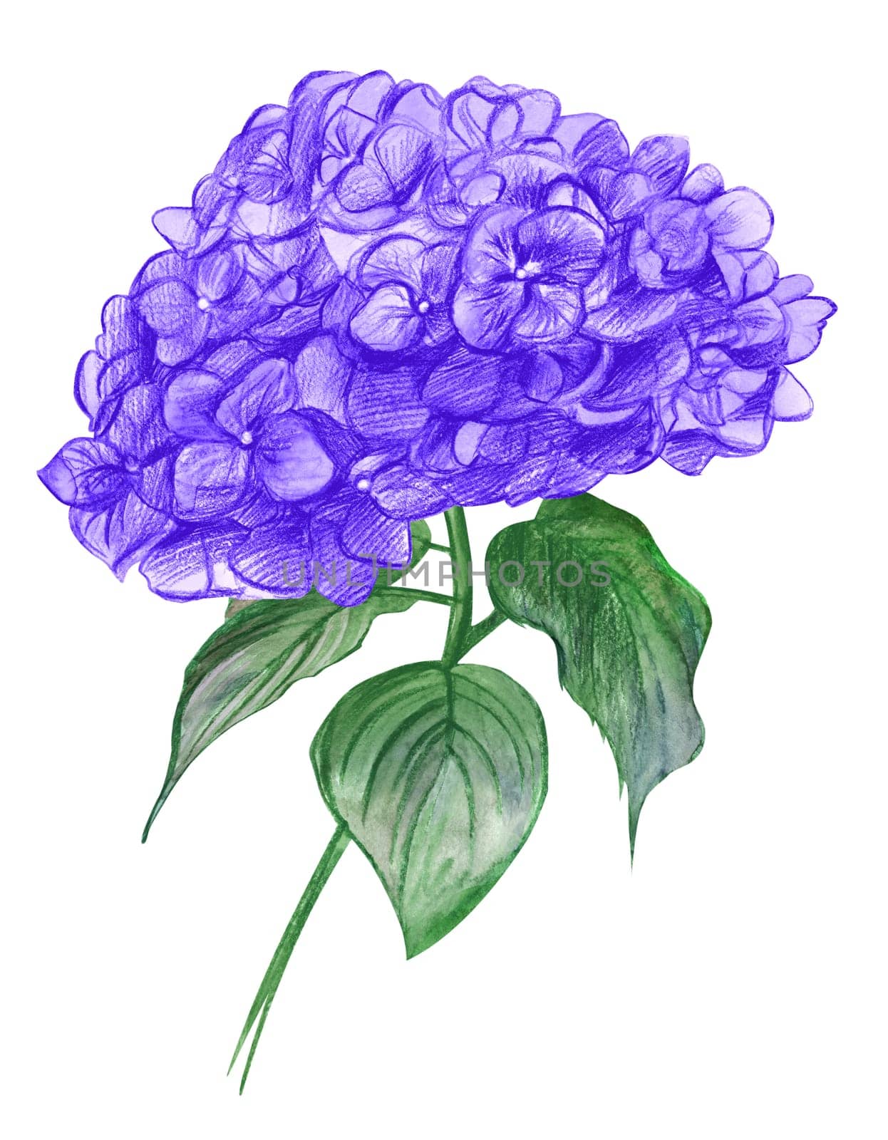Bouquet with Hydrangea Flower in purple hues painted in watercolor for cards and print design isolated on white background