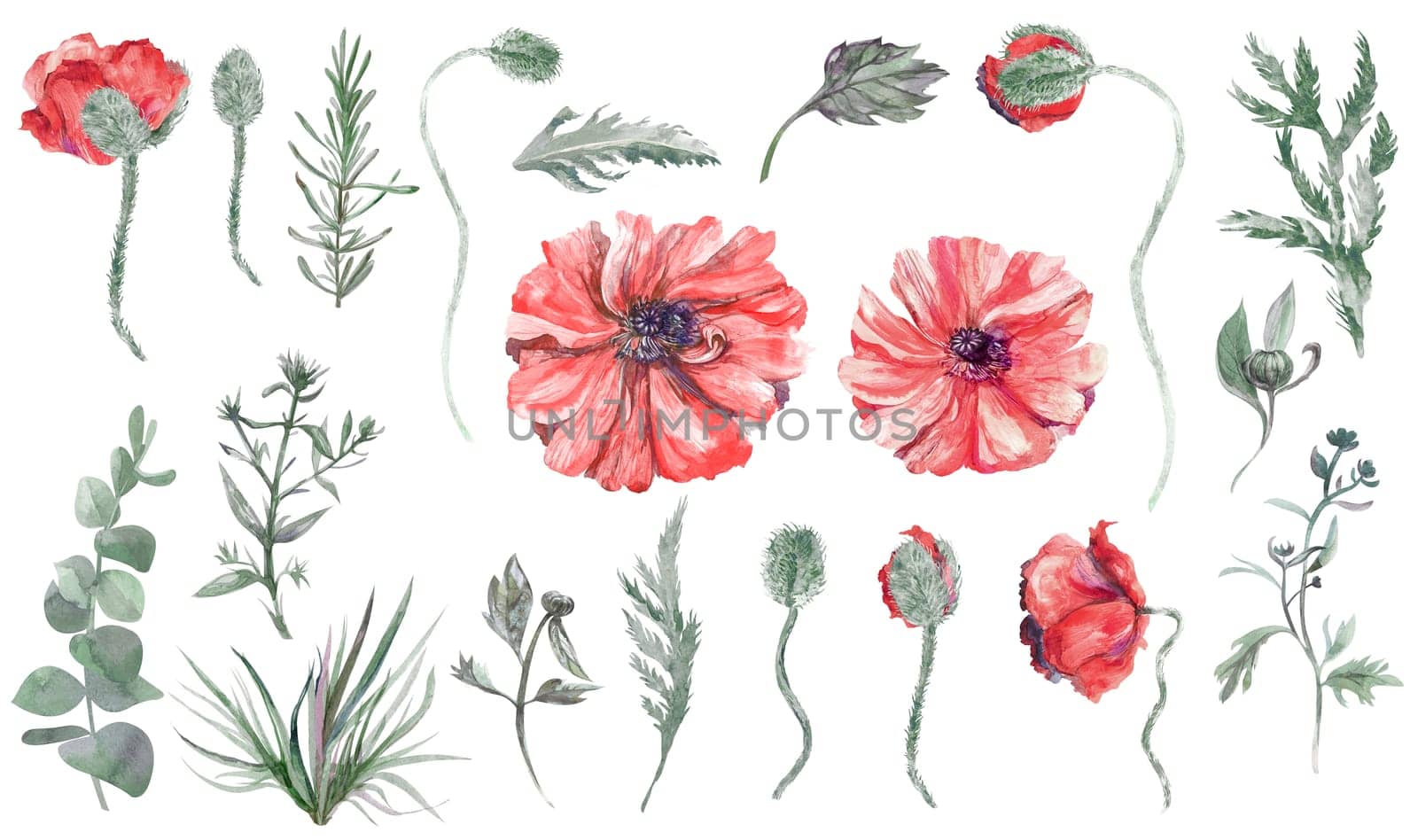 A set of watercolor elements including Herbs and leaves painted in watercolor isolated on a white background for design and creation of botanical patterns