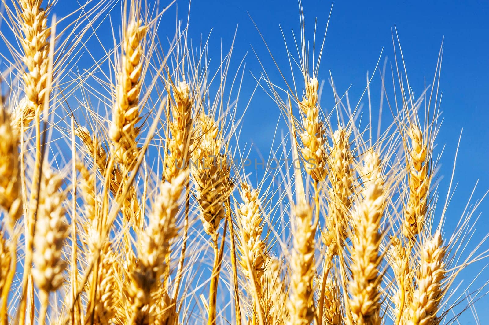 backdrop of ripening ears of yellow wheat field on the sunset cloudy orange sky background Copy space of the setting sun rays on horizon in rural meadow Close up nature photo Idea of a rich harvest
