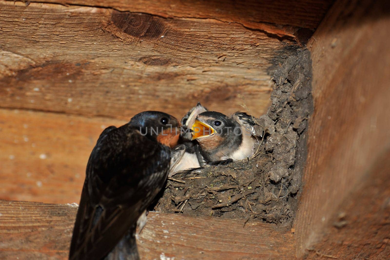Swallow nest with chicks