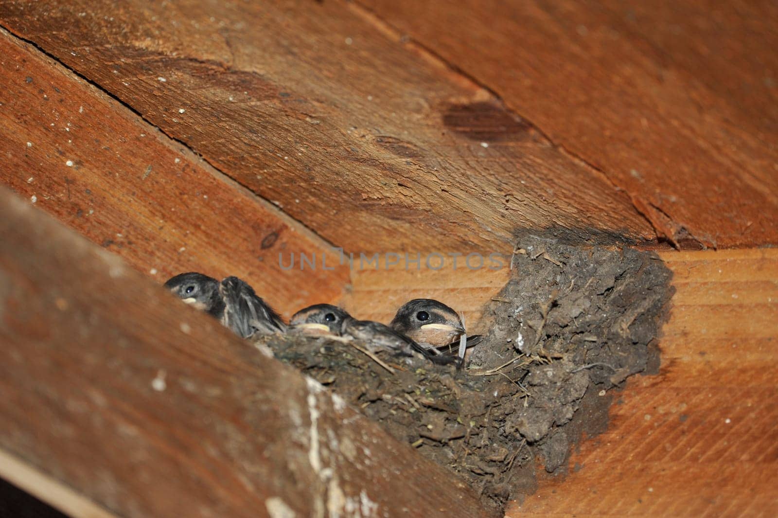 Swallow nest with chicks