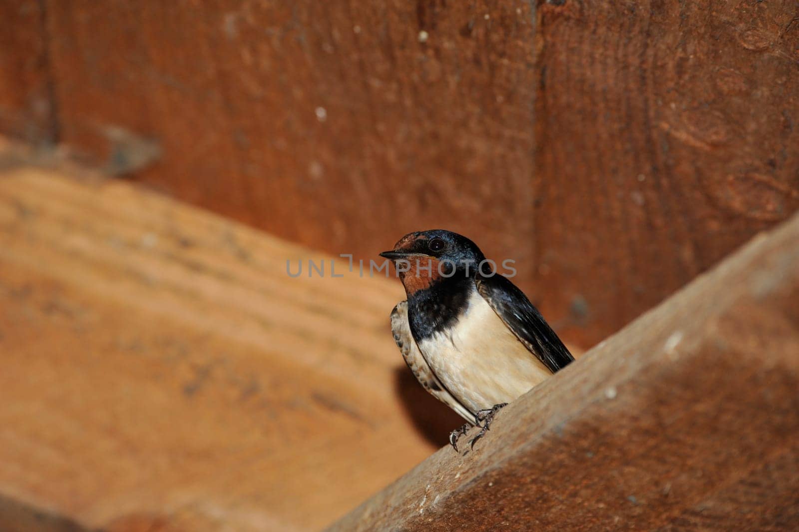 Swallow nest with chicks