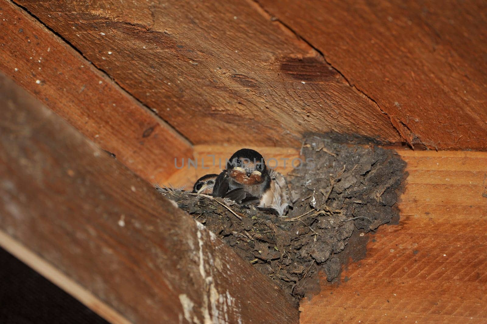 Swallow nest with chicks