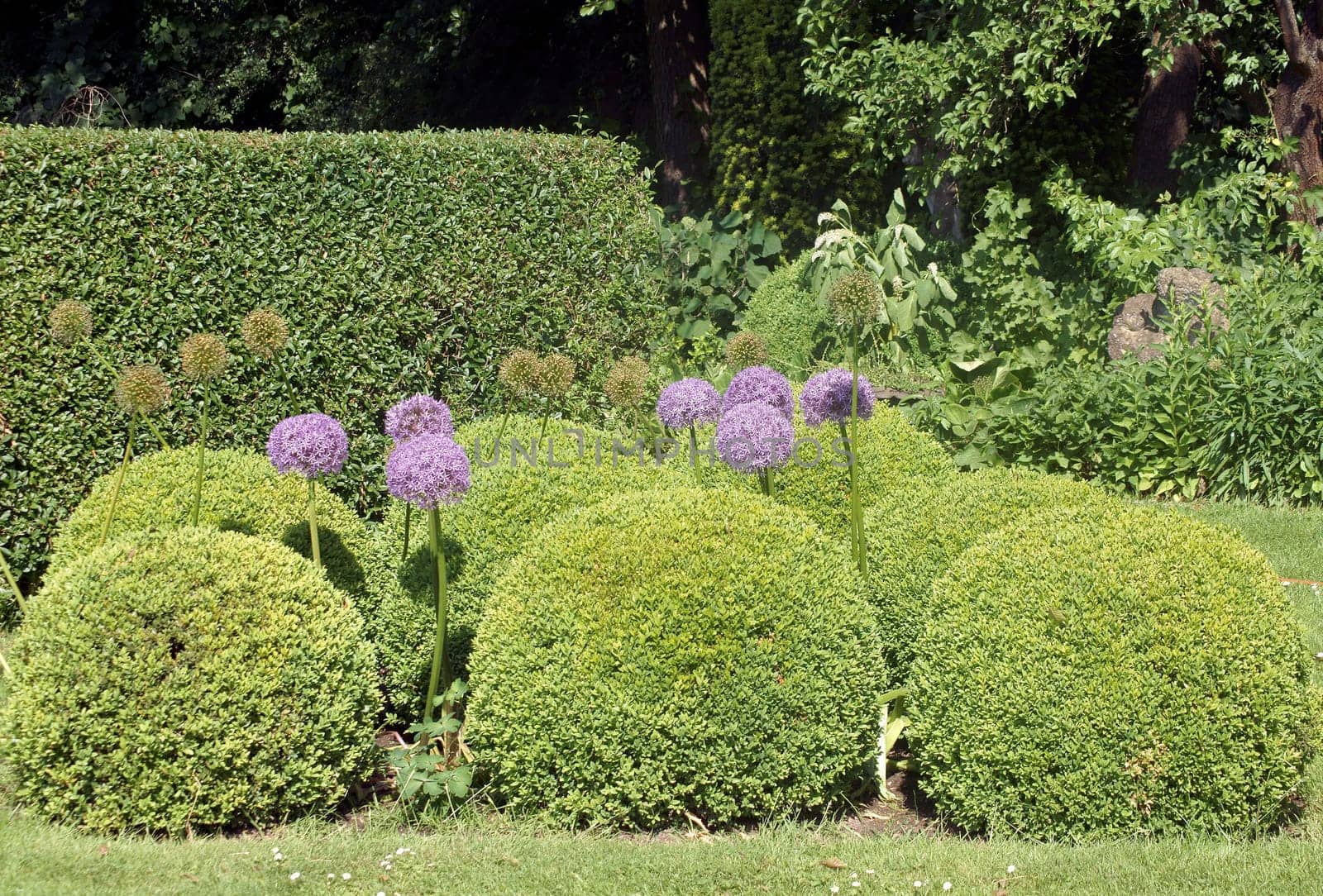 The photograph of spherical flowers of the star-ball leek between bushes.
