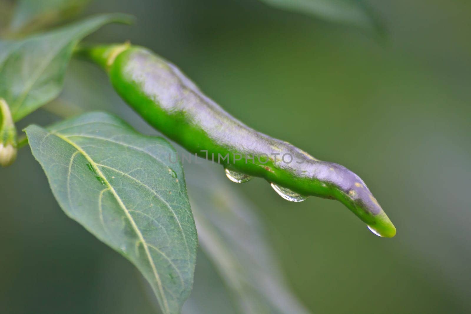 Fresh chillies growing in the vegetable garden with drop water