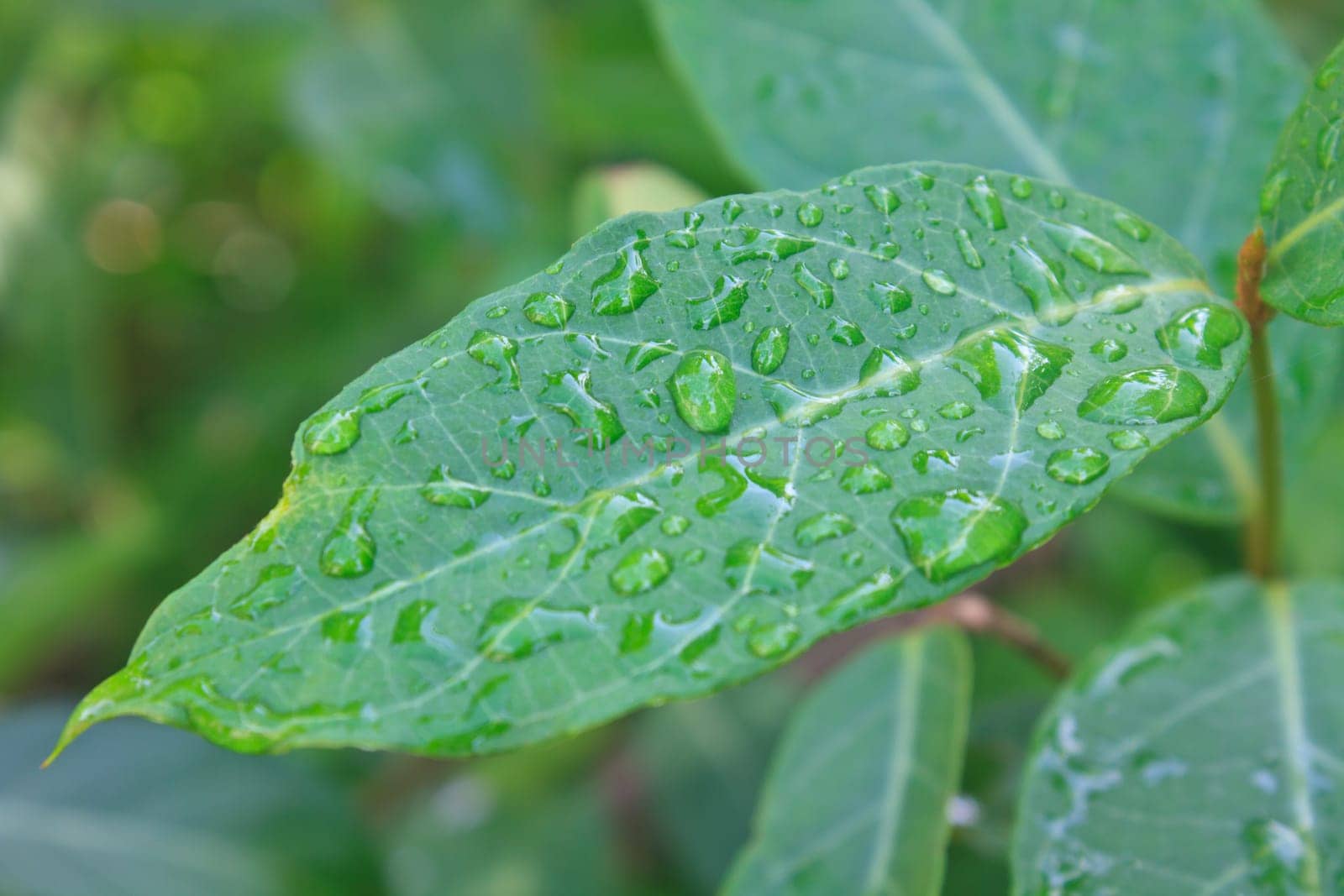 Beautiful green leaf with drops of water