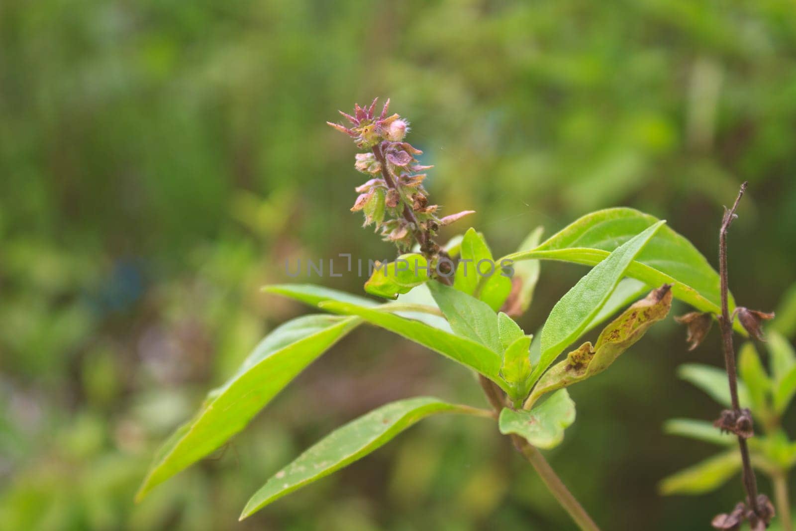Fresh basil and blossom in the plantation