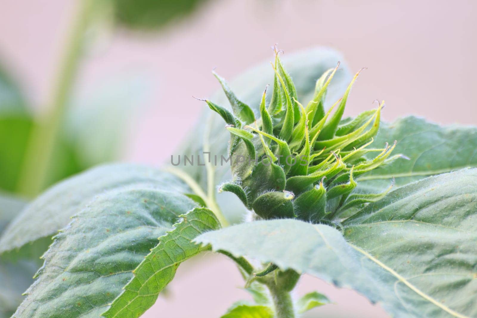 Sunflower buds, Young sunflower field in Thailand