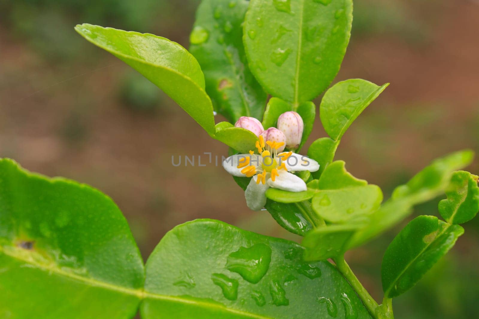 Flower of bergamot fruits on tree in garden