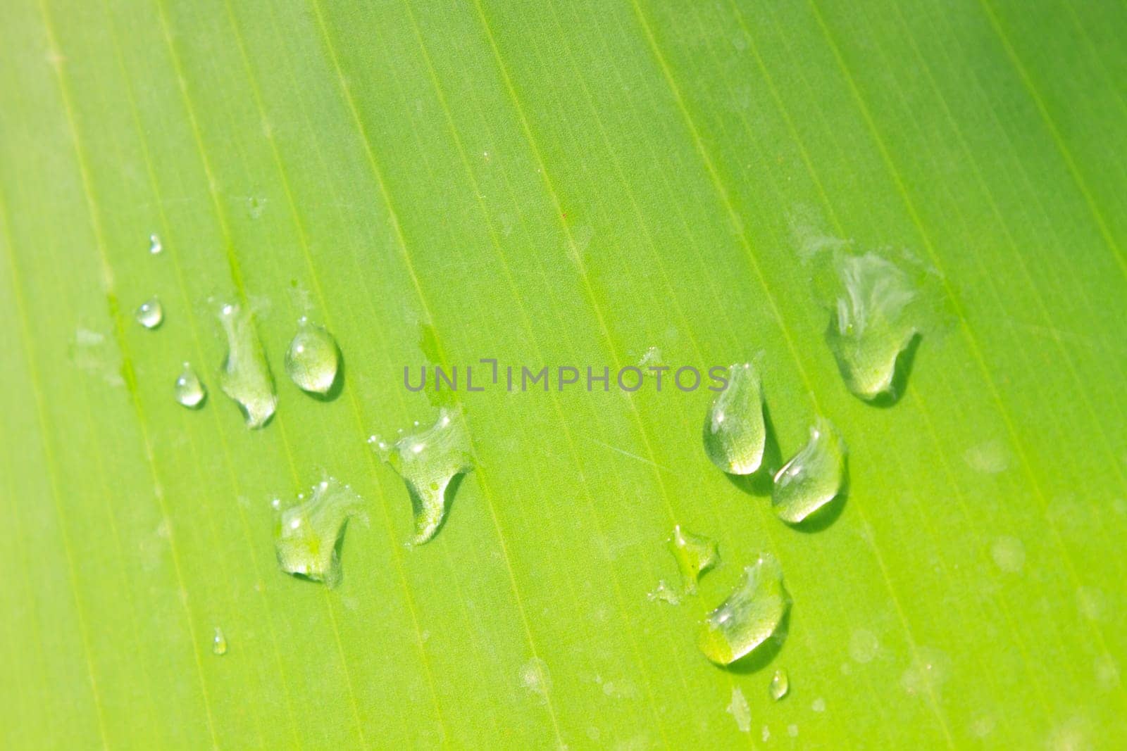 Beautiful green leaf with drops of water