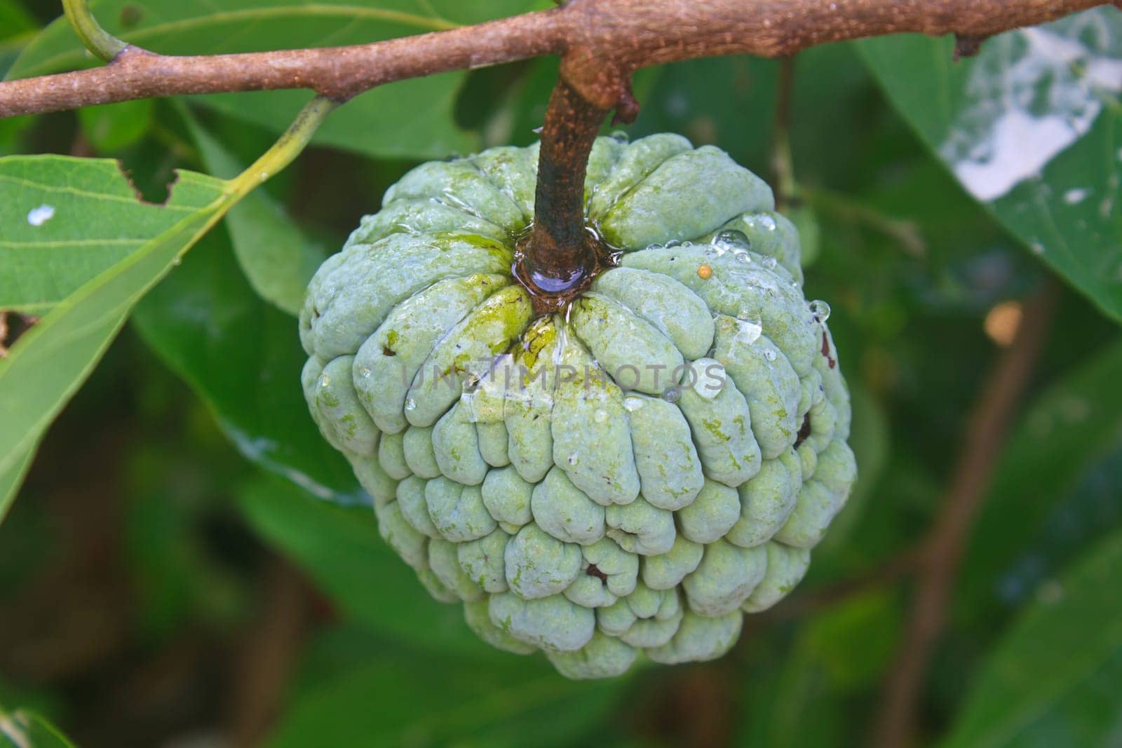 Custard apples or Sugar apples  growing on a tree in garden, Thailand.