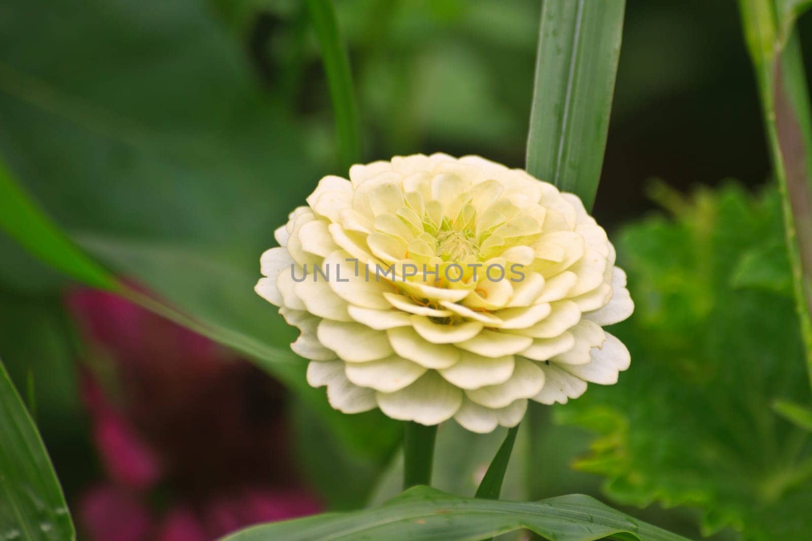 Zinnia elegans in field, summer in garden Thailand
