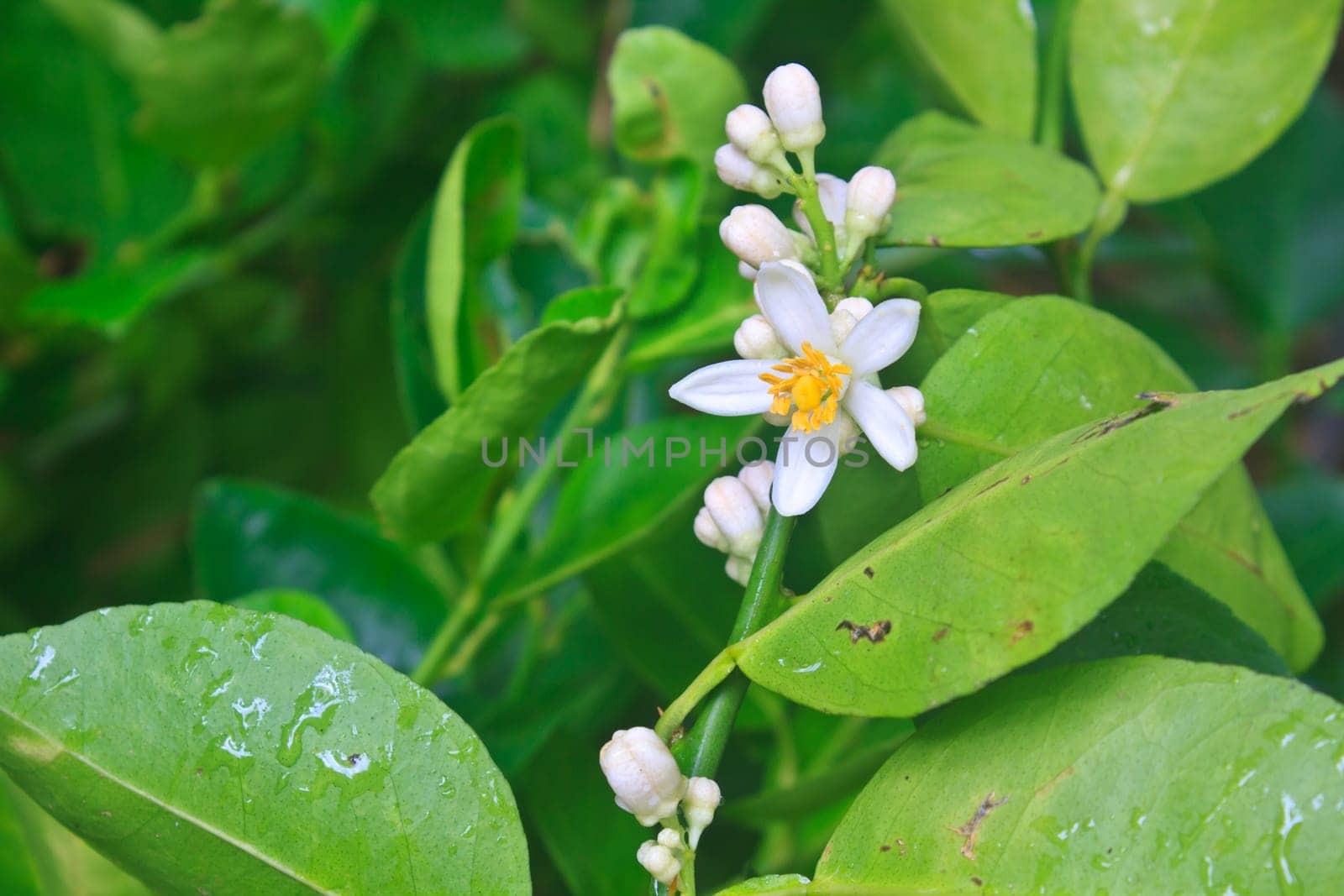 Flowering lemon tree with green leaf in garden