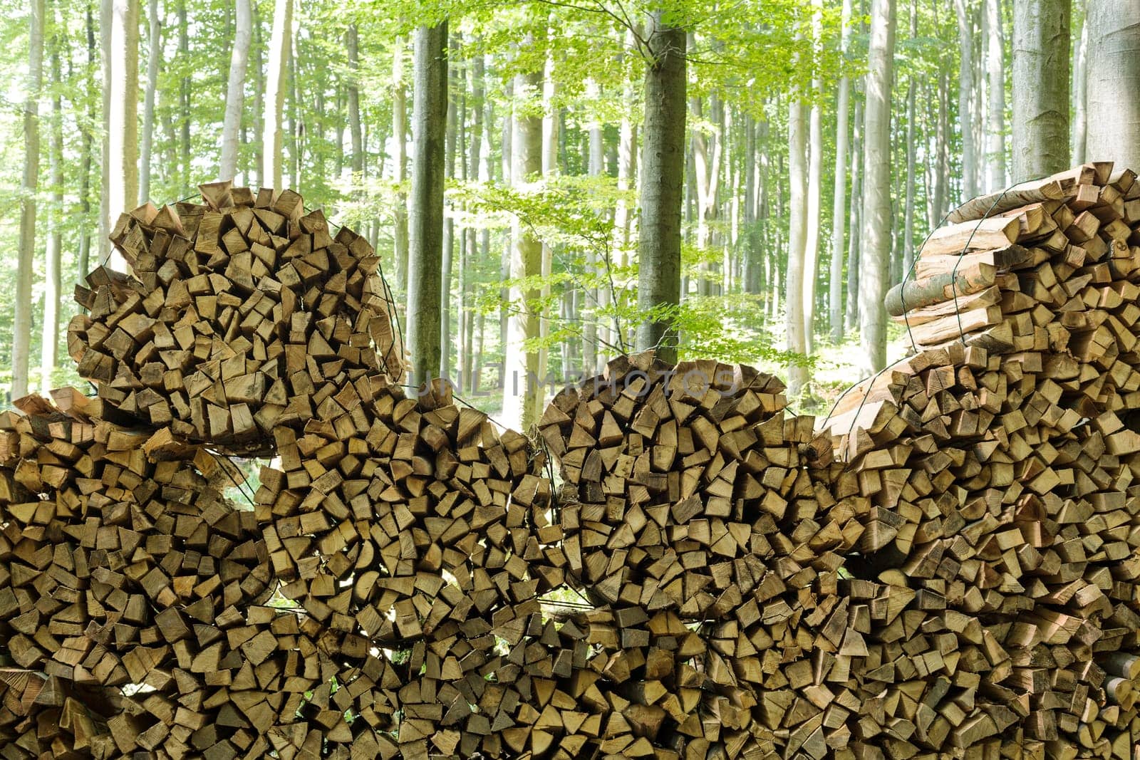 Firewood in the forest,stacked logs in nature