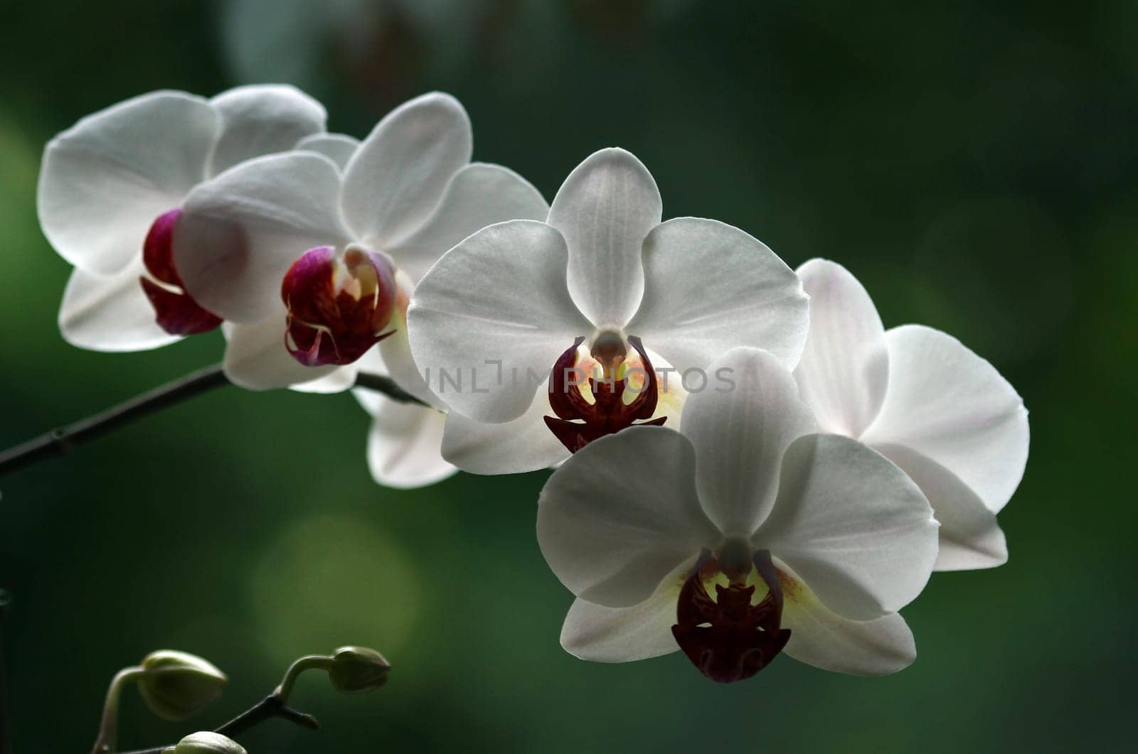 Orchid