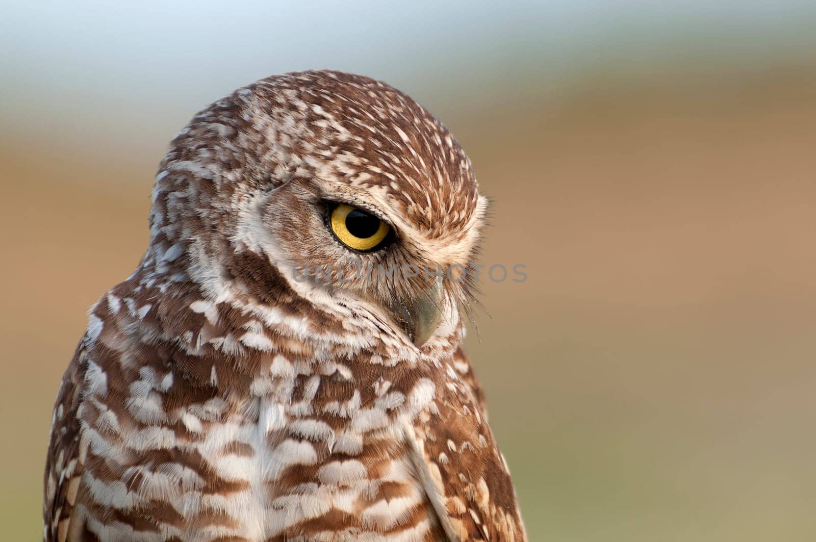Rabbit owl
