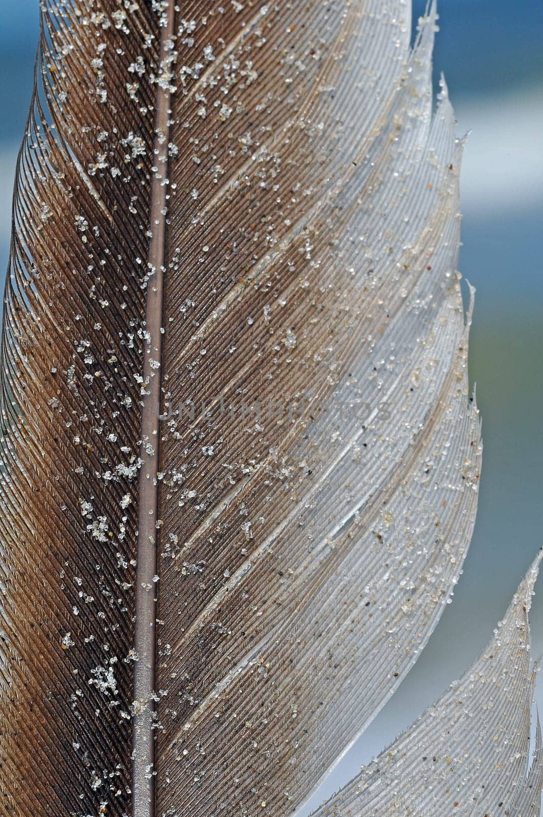 Seagull feather