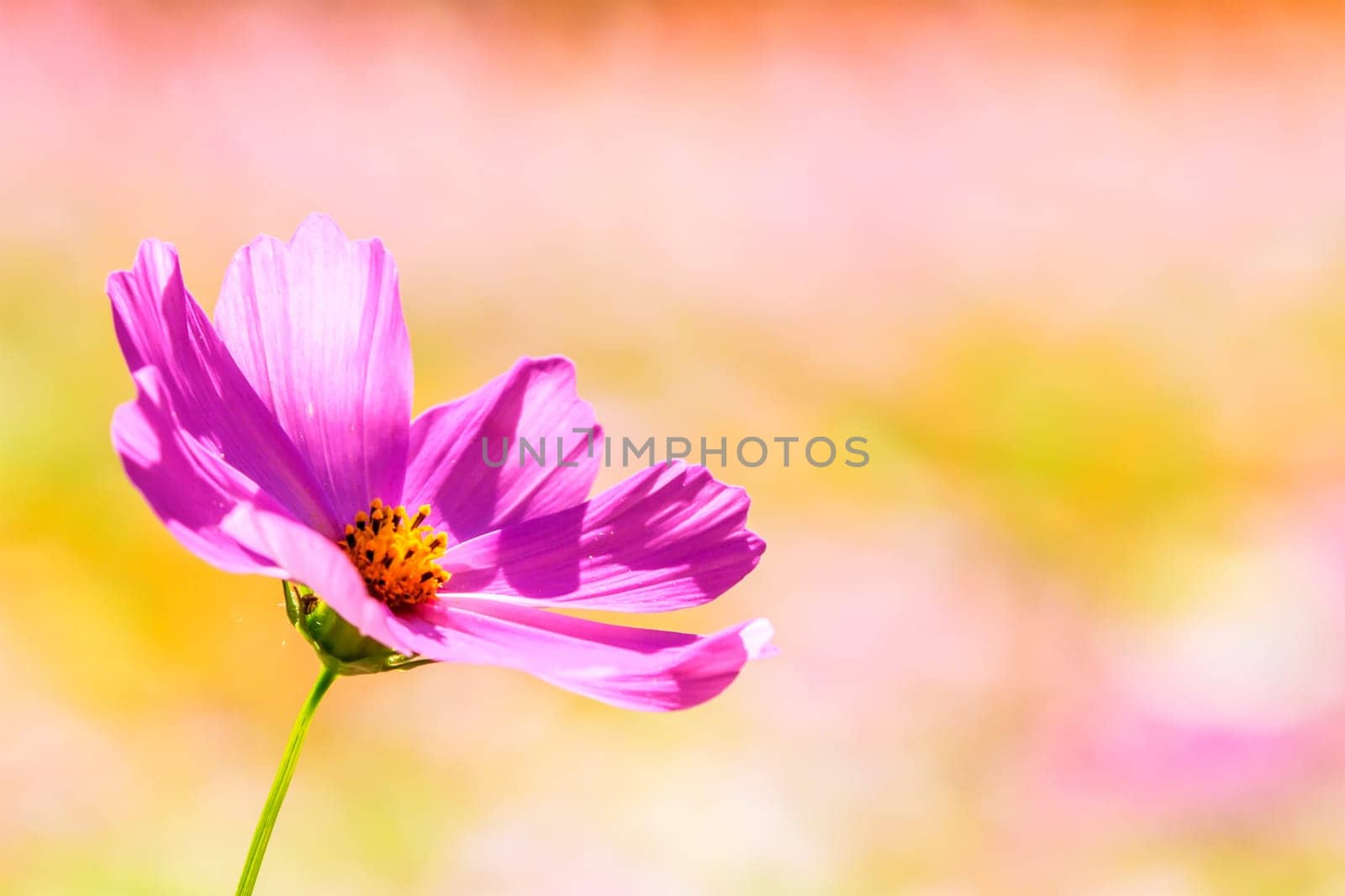 Colorful pink autumnal chrysanthemum in the Garden for adv or others purpose use