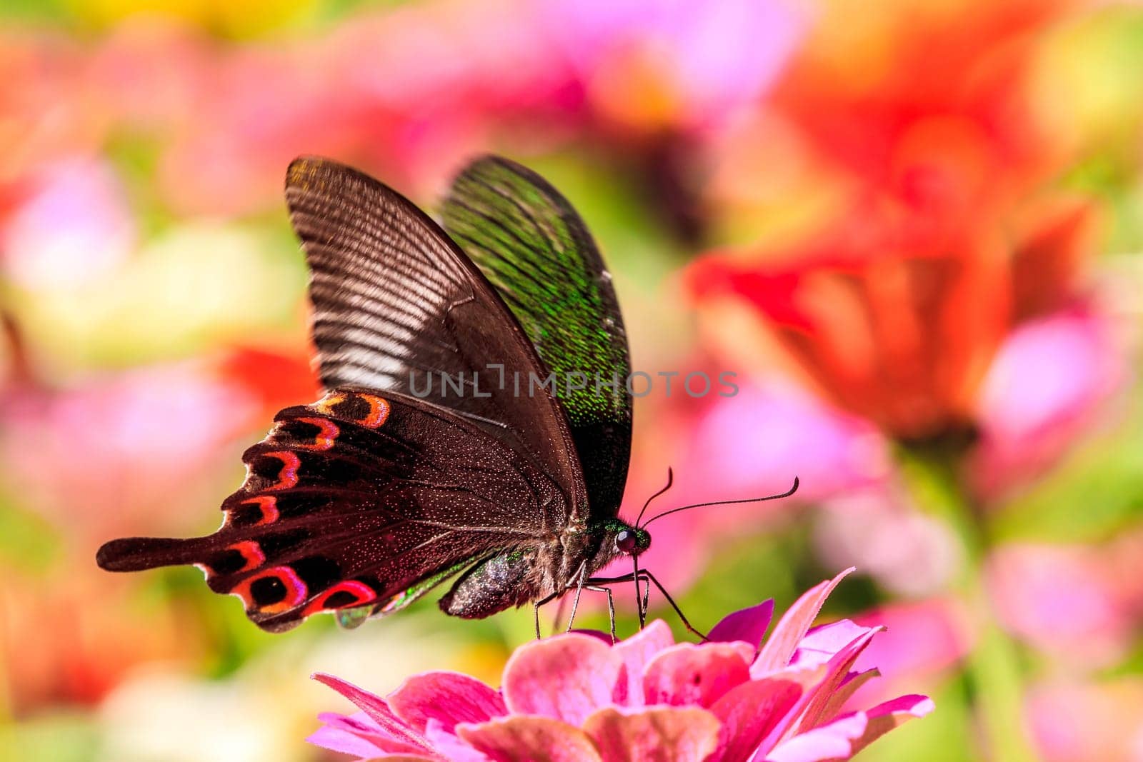 Colorful pink autumnal chrysanthemum in the Garden for adv or others purpose use