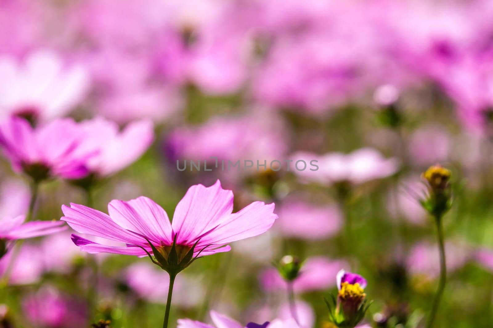 Colorful pink autumnal chrysanthemum in the Garden for adv or others purpose use