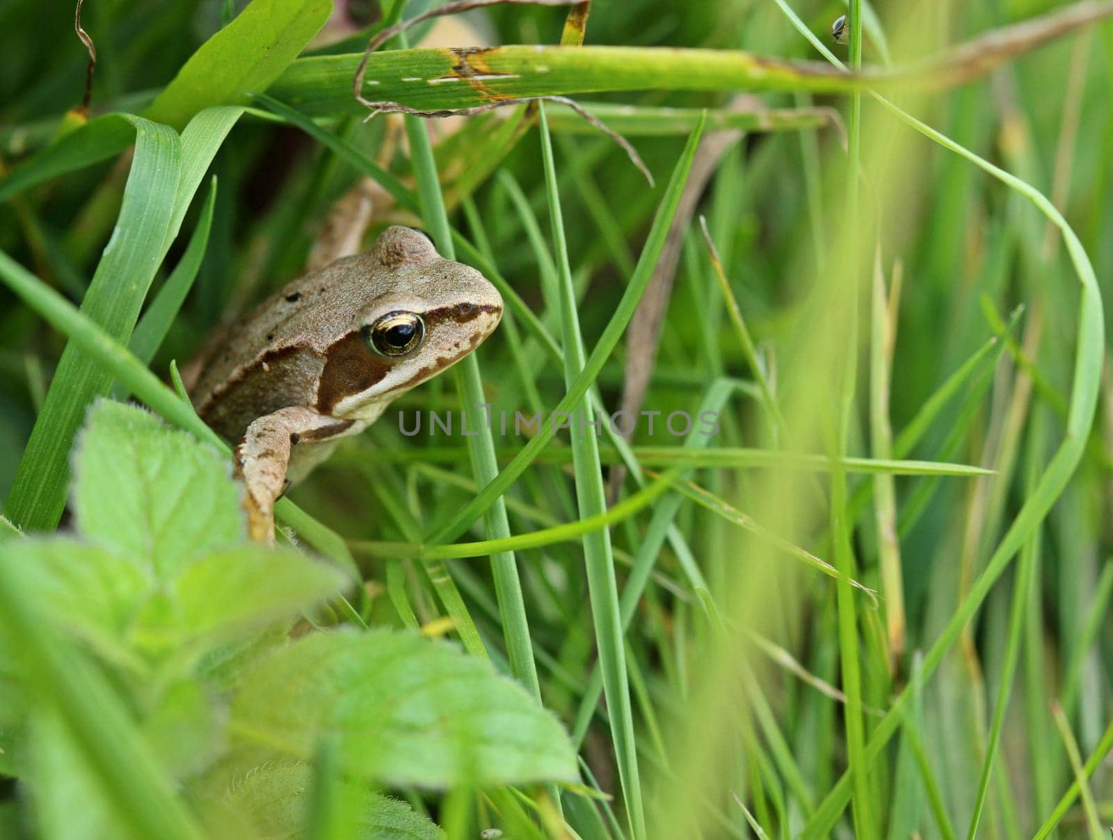 Young grass frog (Rana temporaria) in the meadow