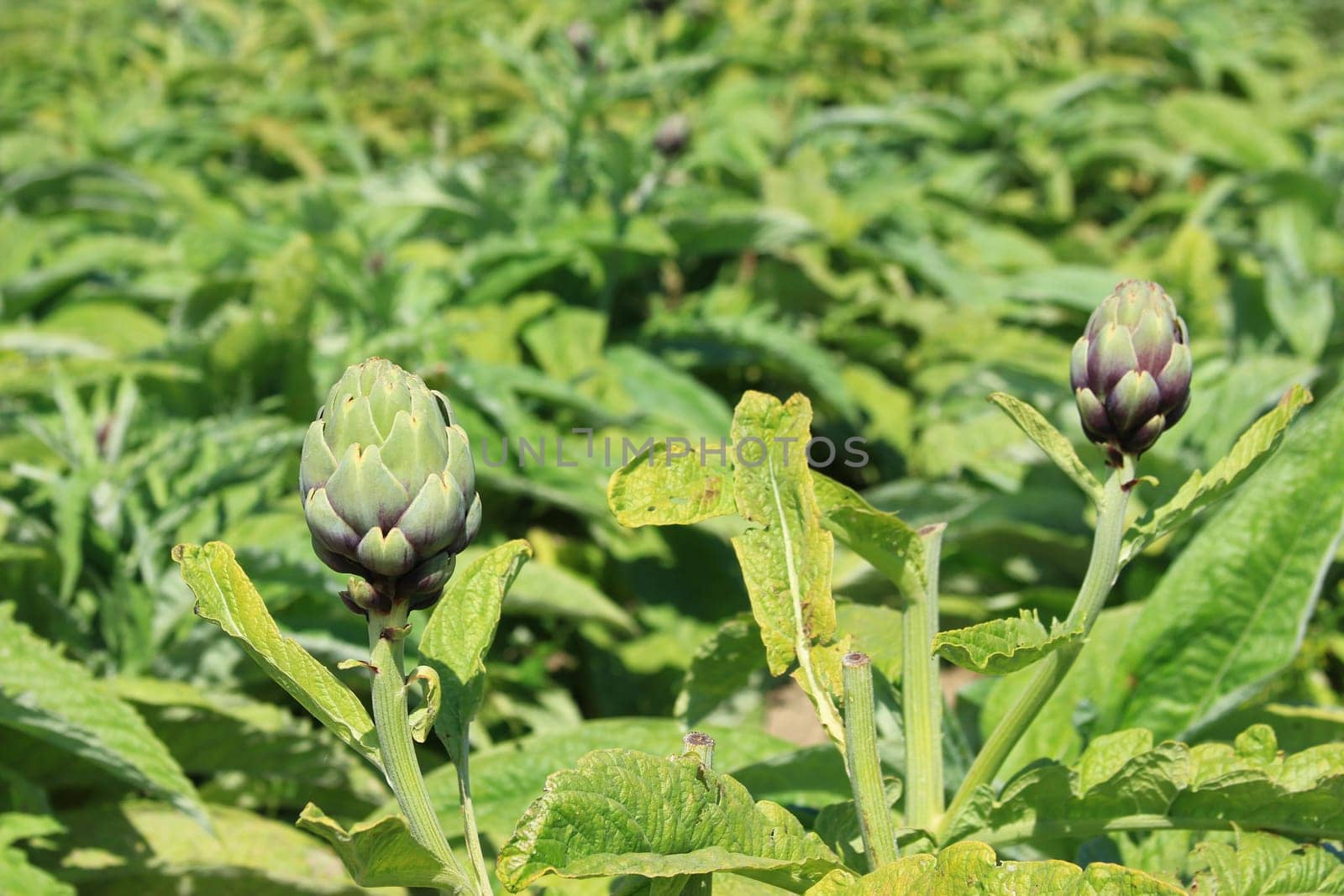 Field of artichokes (Cynara cardunculus,Cynara scolymus) in the north of Brittany,Finistére,France