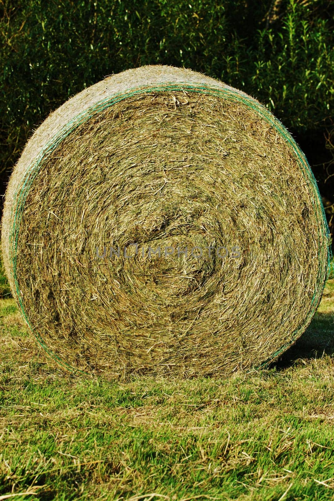 Large straw bale