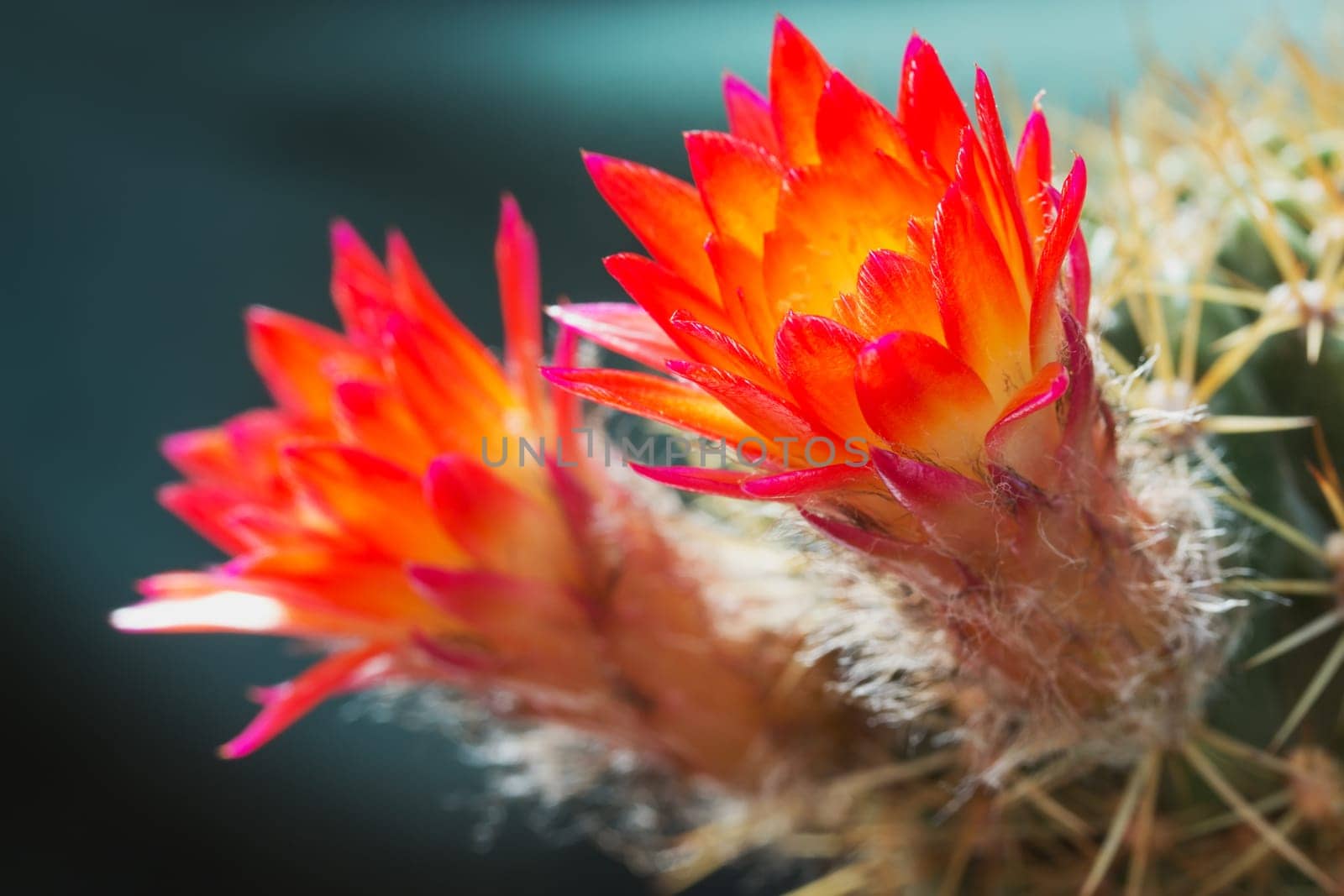 A pair of orange cactus flowers. Picture taken outside.