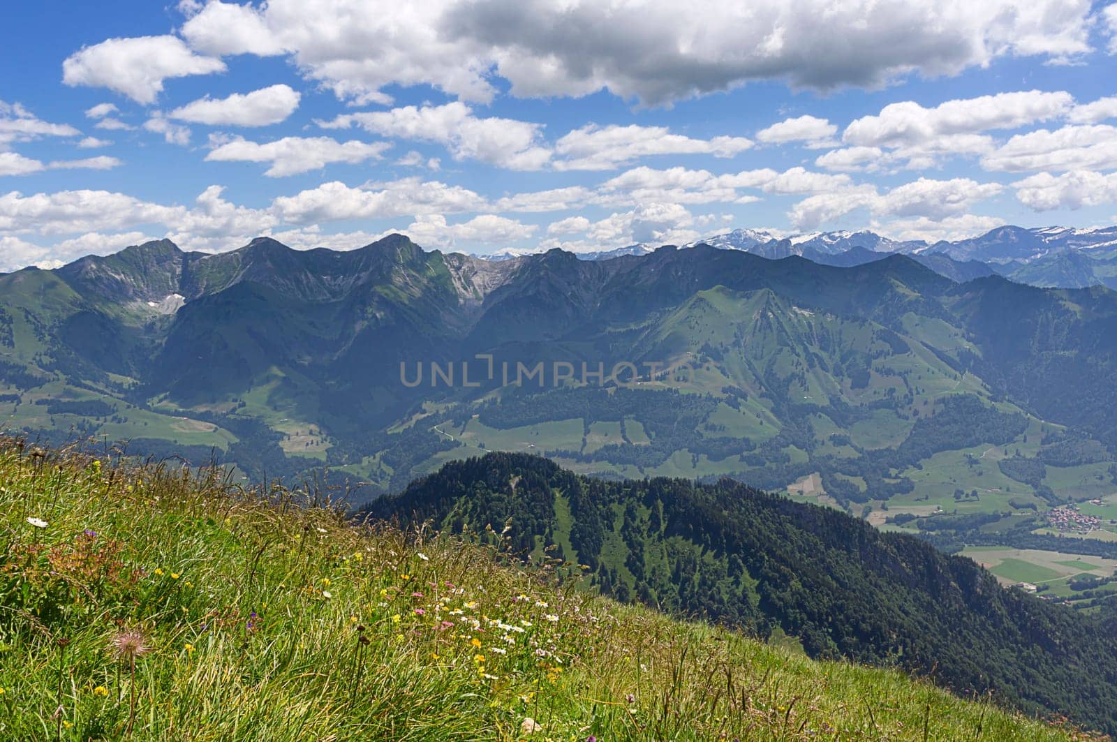 Flower meadow and prealps