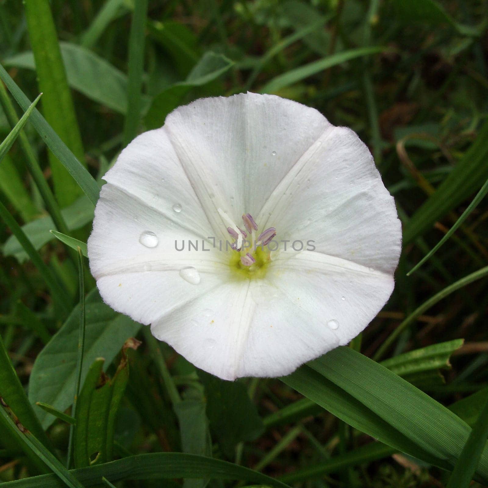 Flower herb