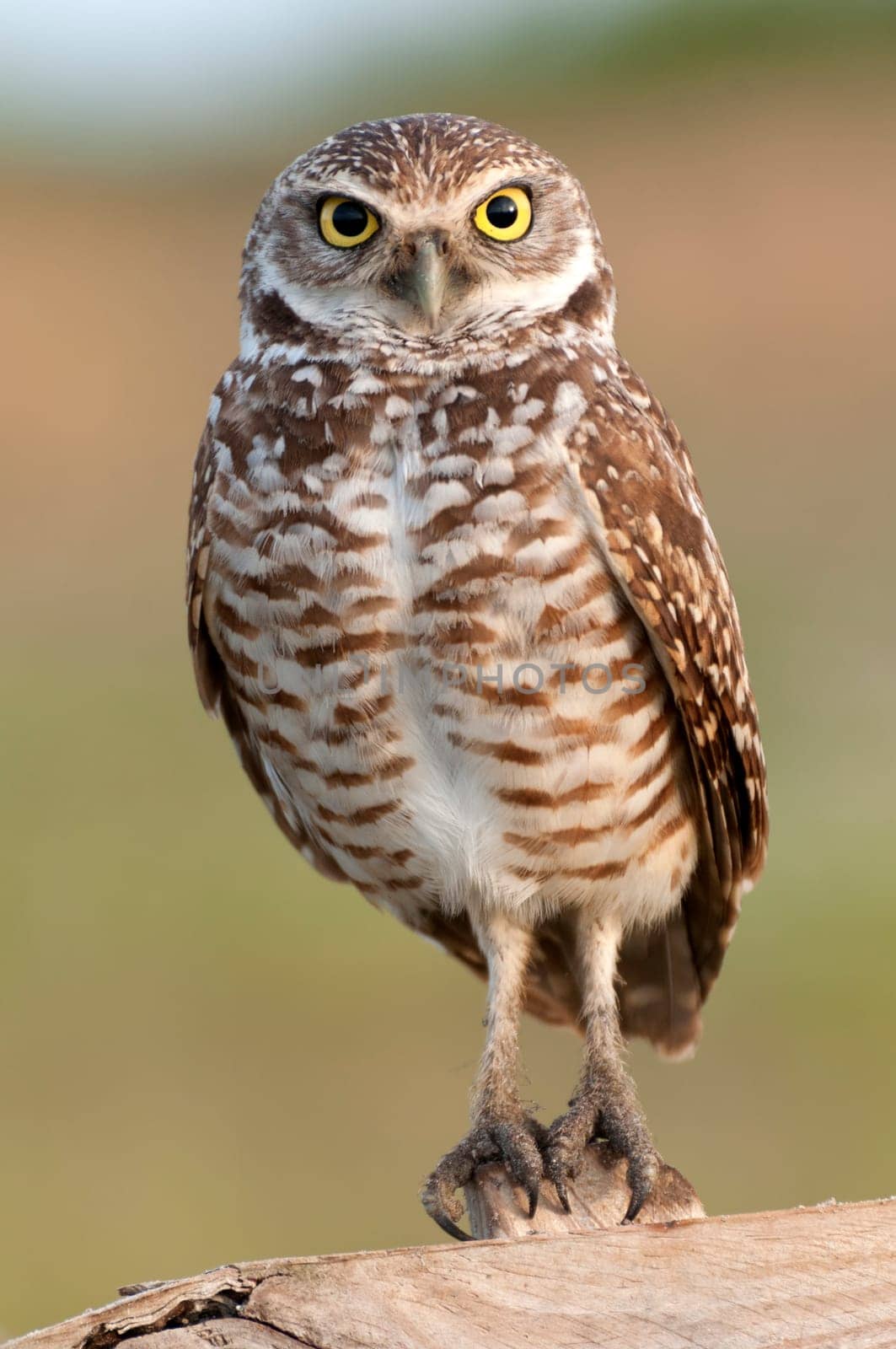 Rabbit owl