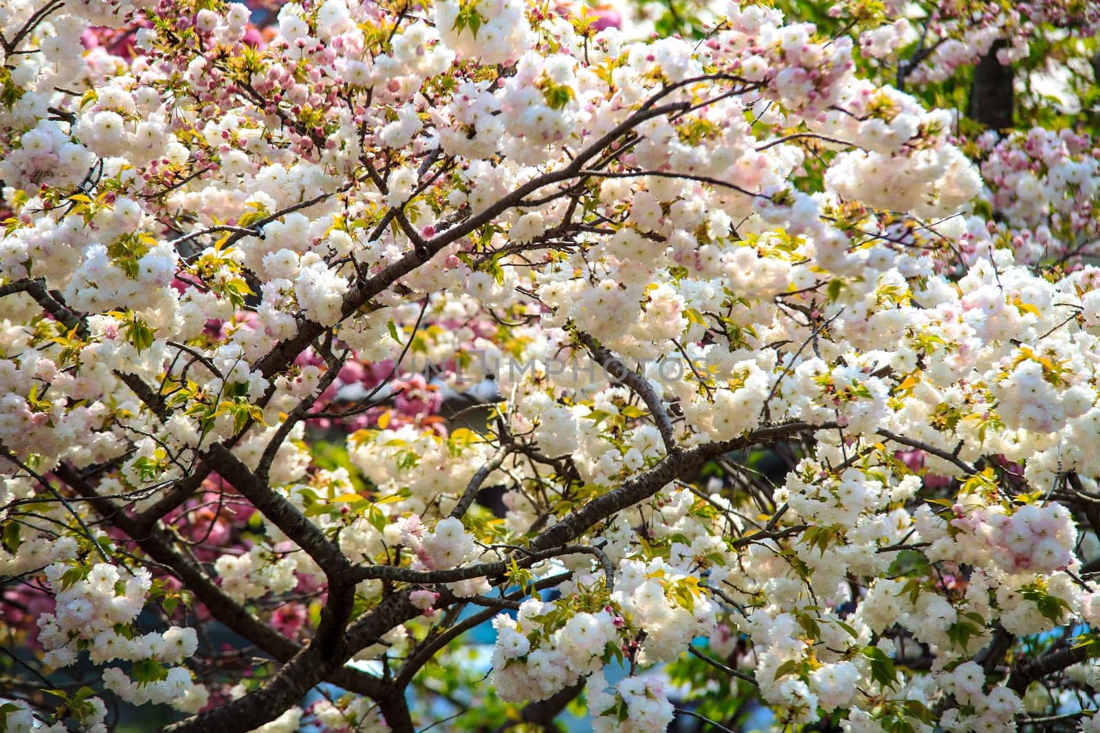 Cherry blossom in Arashiyama, Kyoto, Japan. Japanese view