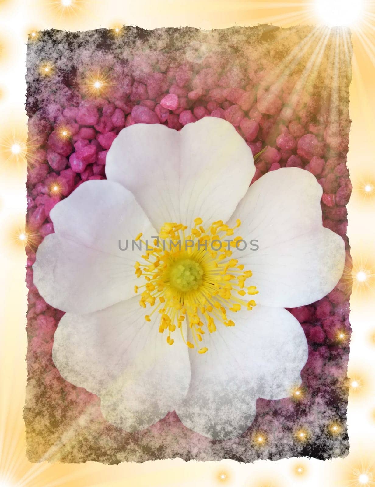 festiv abstract flower