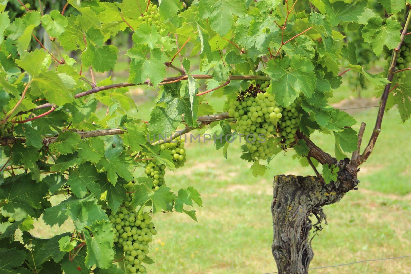 Close-up of wine stock at vineyard in Italy