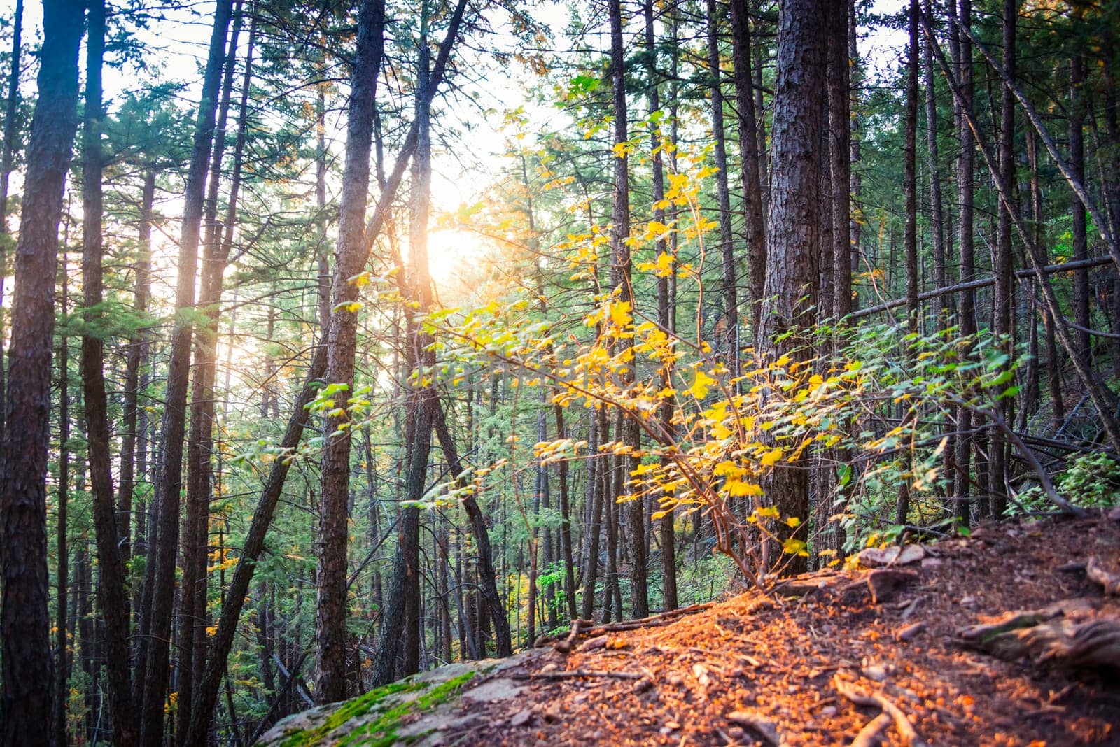 Colorado Nature Trail at Sunrise.