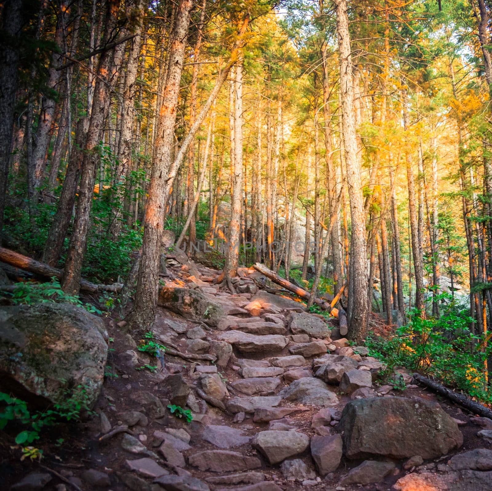 Morning in Colorado in the Summer.