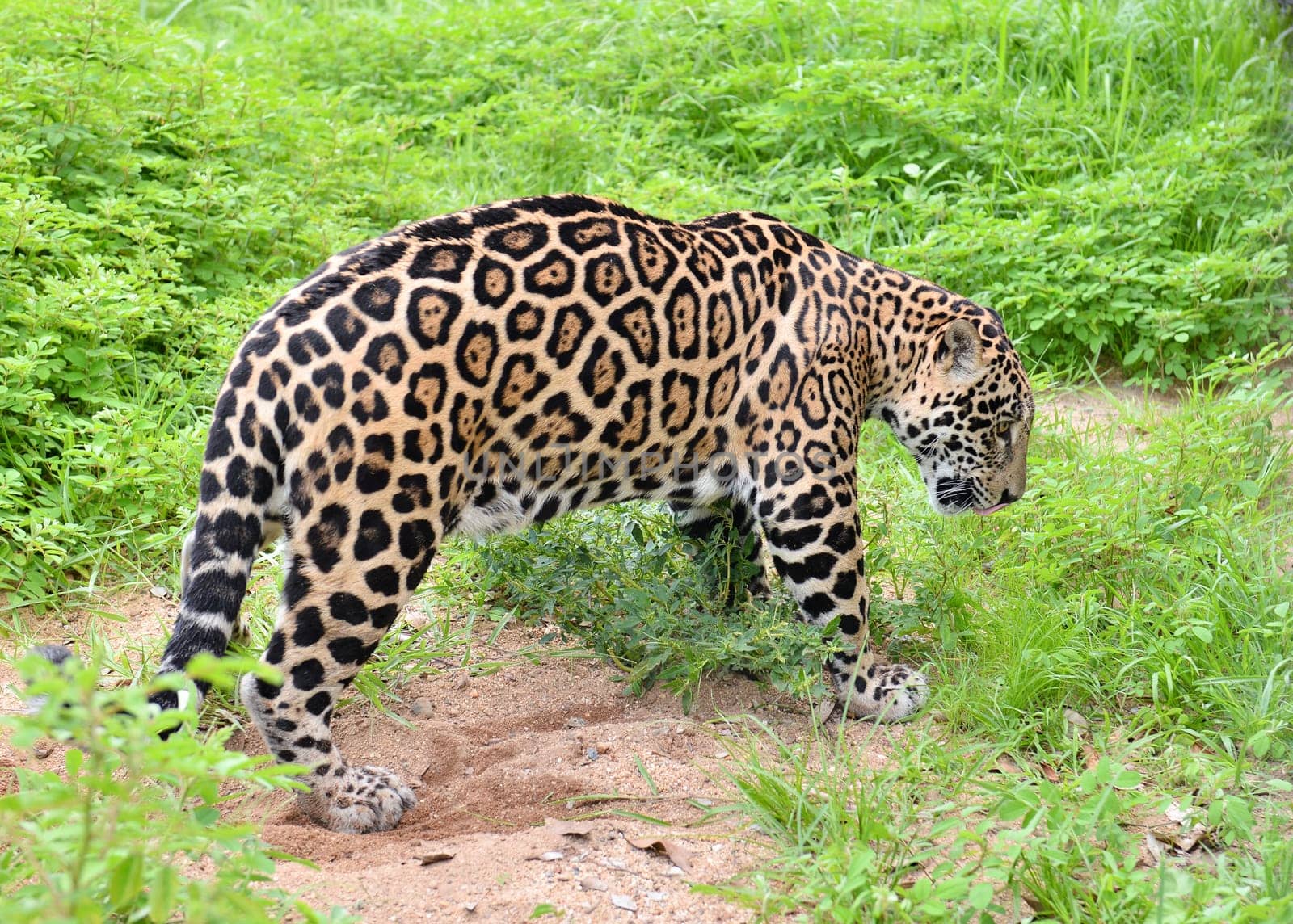 jaguar ( Panthera onca ) in nature