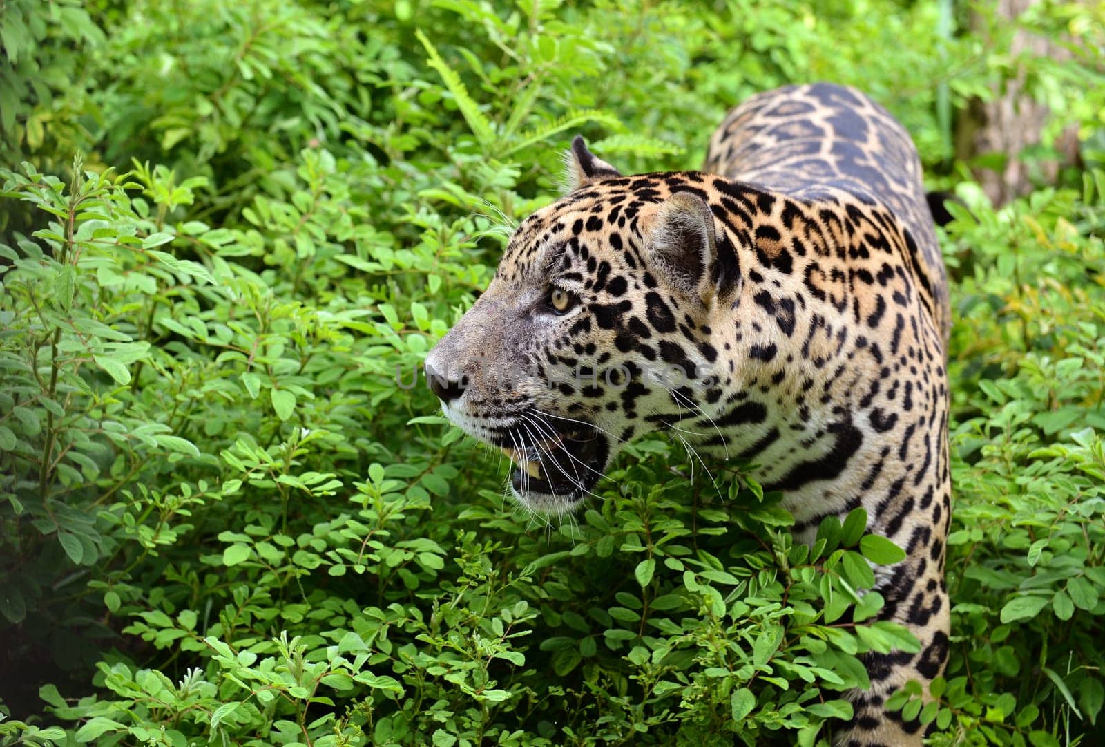 jaguar ( Panthera onca ) in nature