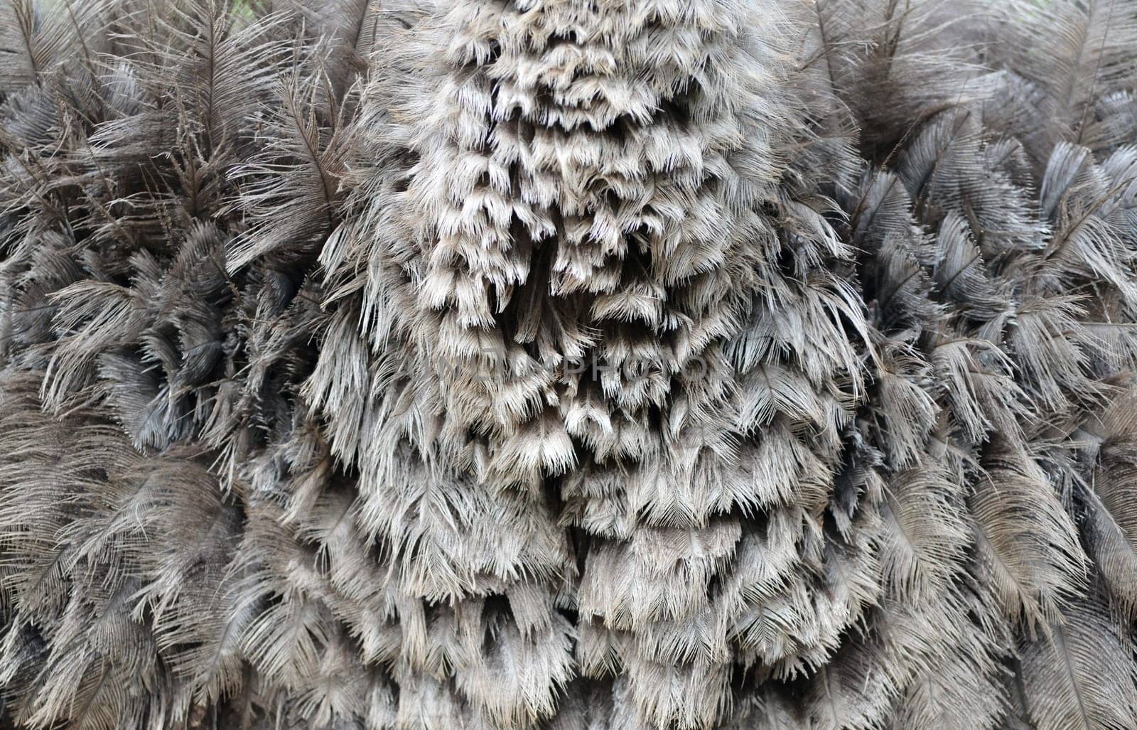 textured of an ostrich feather