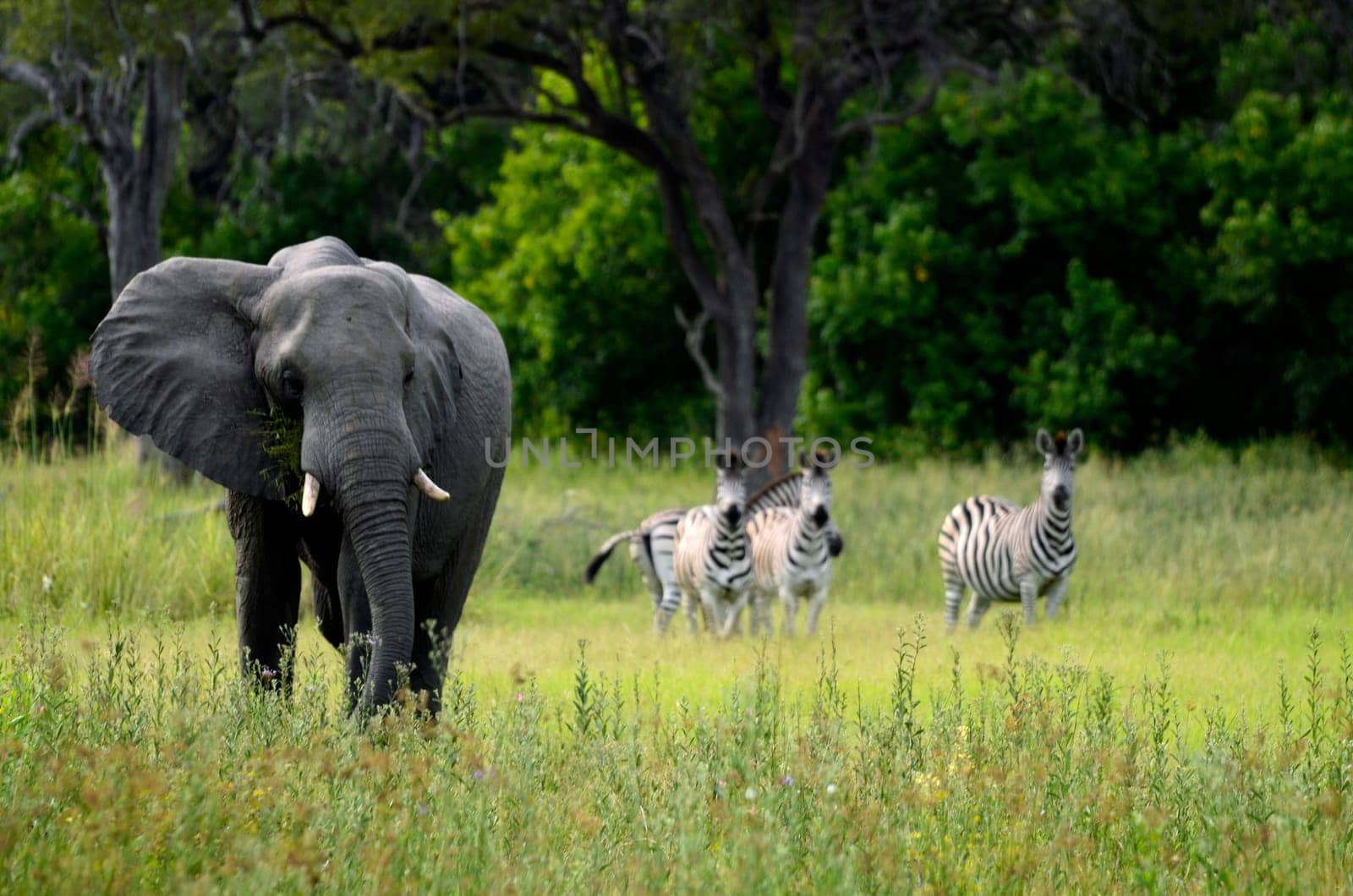An african elephant feeding with zebras in the background