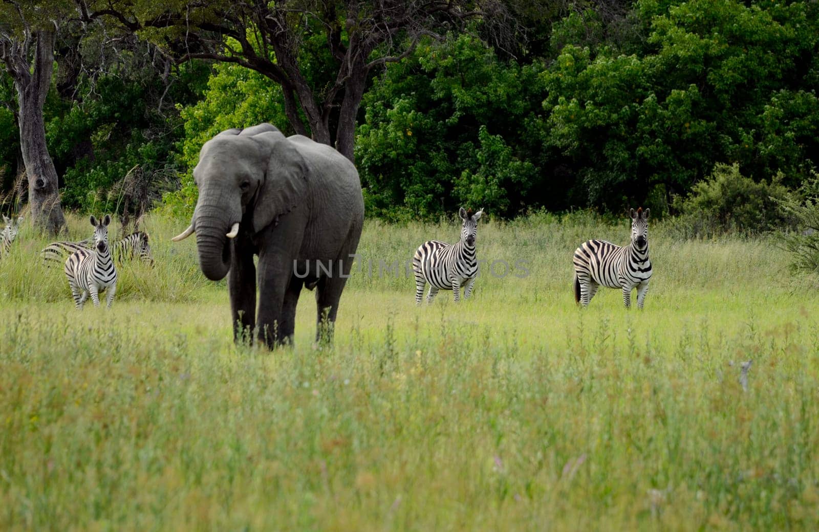 An african elephant feeding with zebras in the background